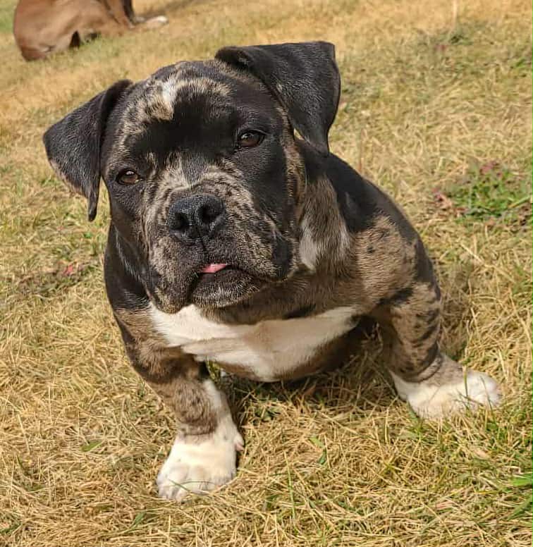 Photo of Micro American Bully