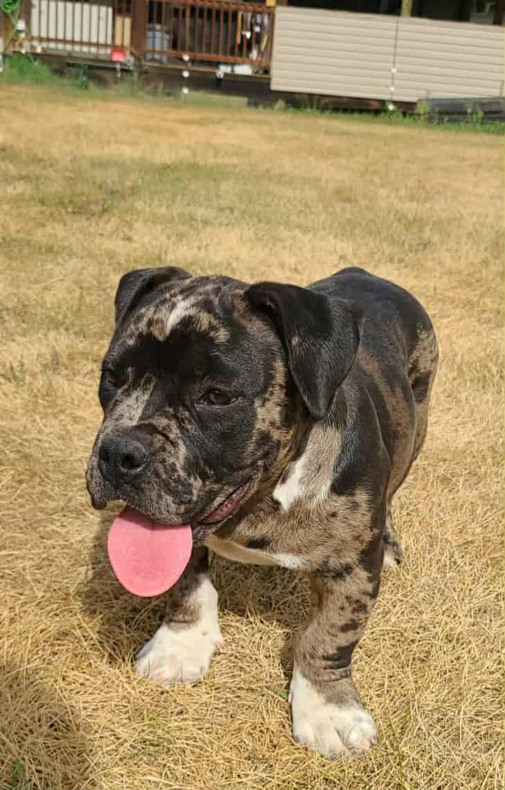 Micro American Bully - 6 - 1759059853400_bdfbb4f8-a7ad-4cda-a681-95ecbdc96a3b