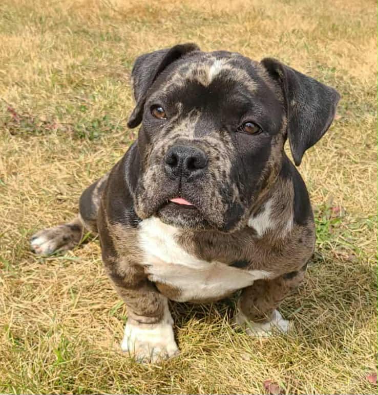 Micro American Bully - 7 - 1759059853400_d110d43d-6812-404d-b00f-00a00734a89d