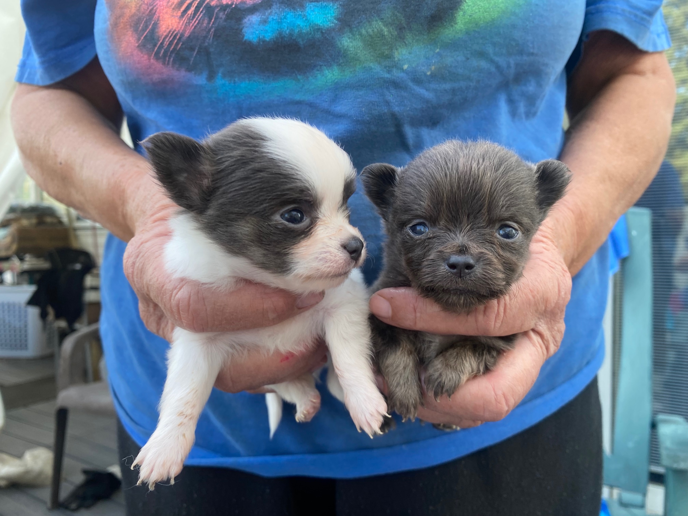 Photo of Chihuahua puppies for sale