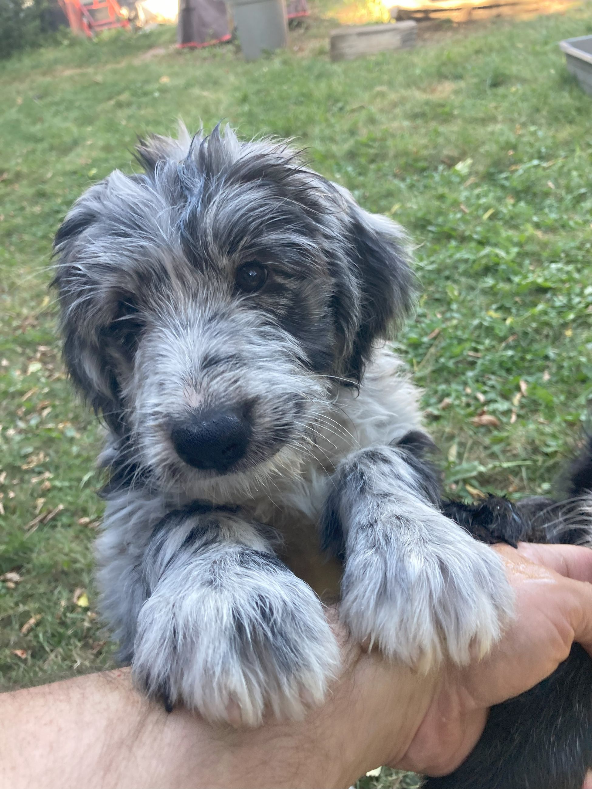 Photo of Beautiful puppies!