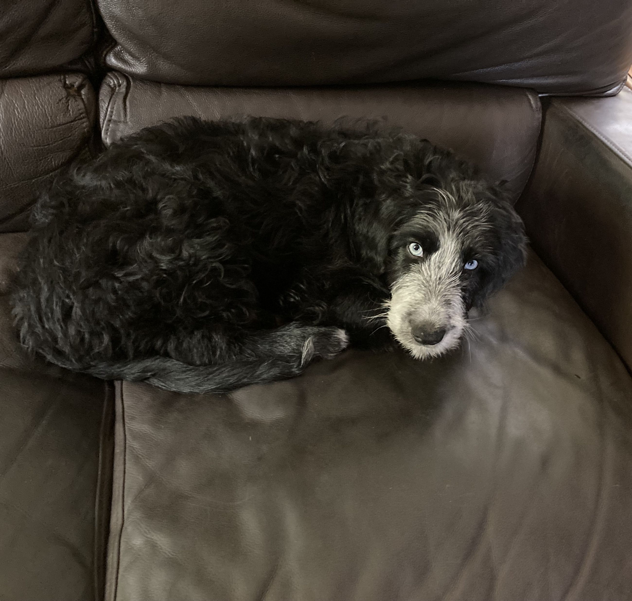 Photo of Beautiful puppies!