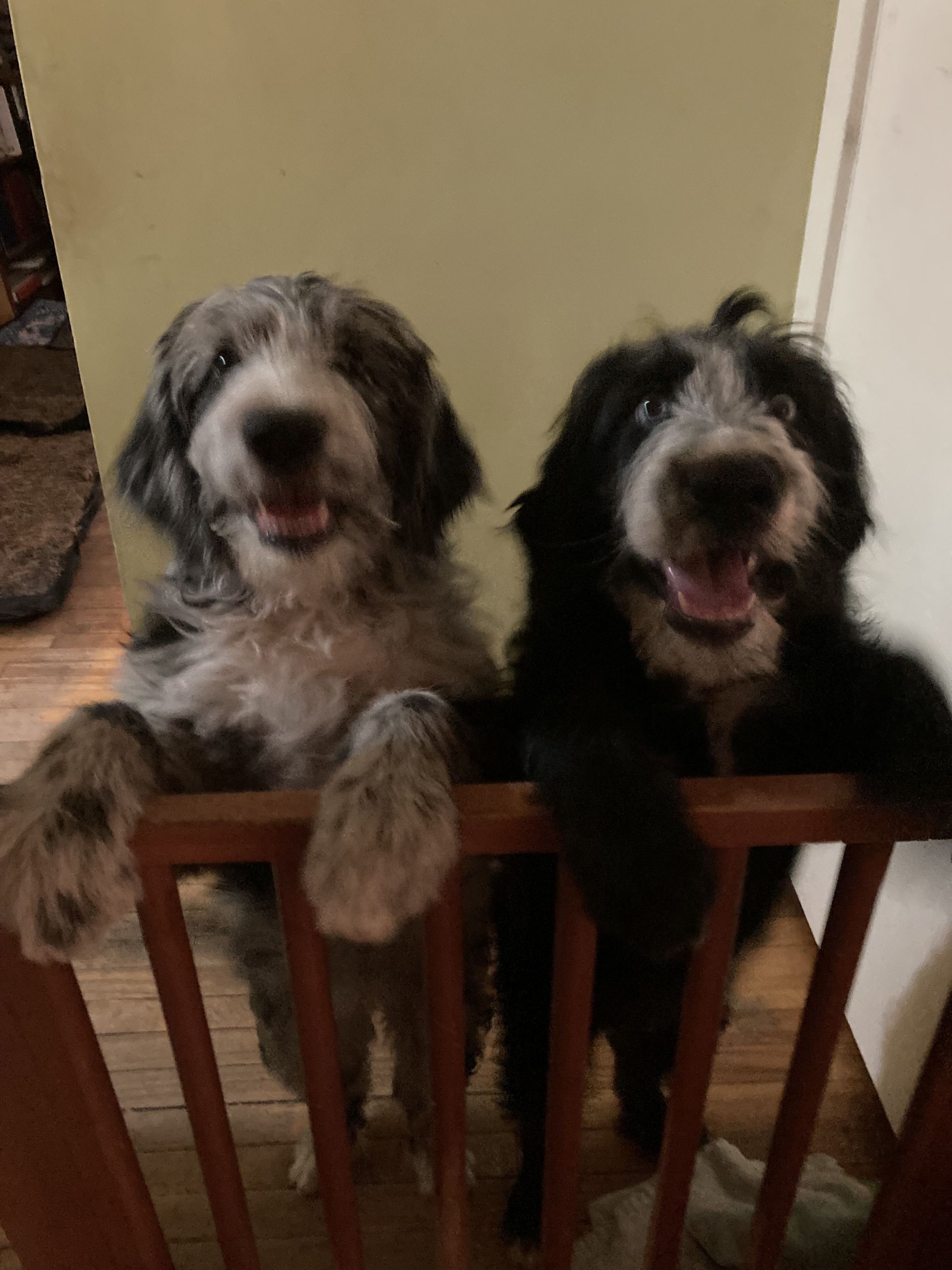 Photo of Beautiful puppies!