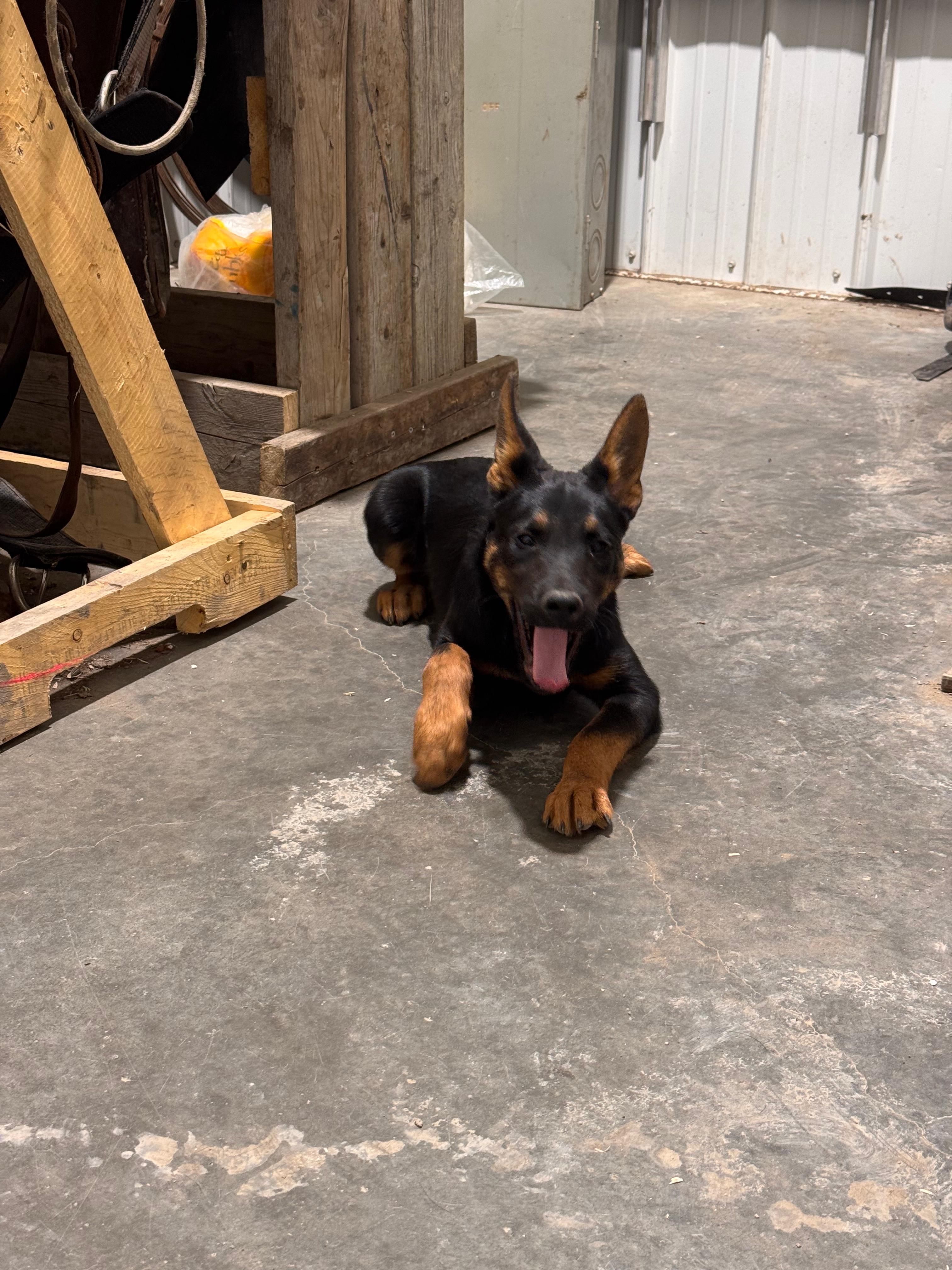 Photo of PUPPIES BROTHERS FOR SALE 