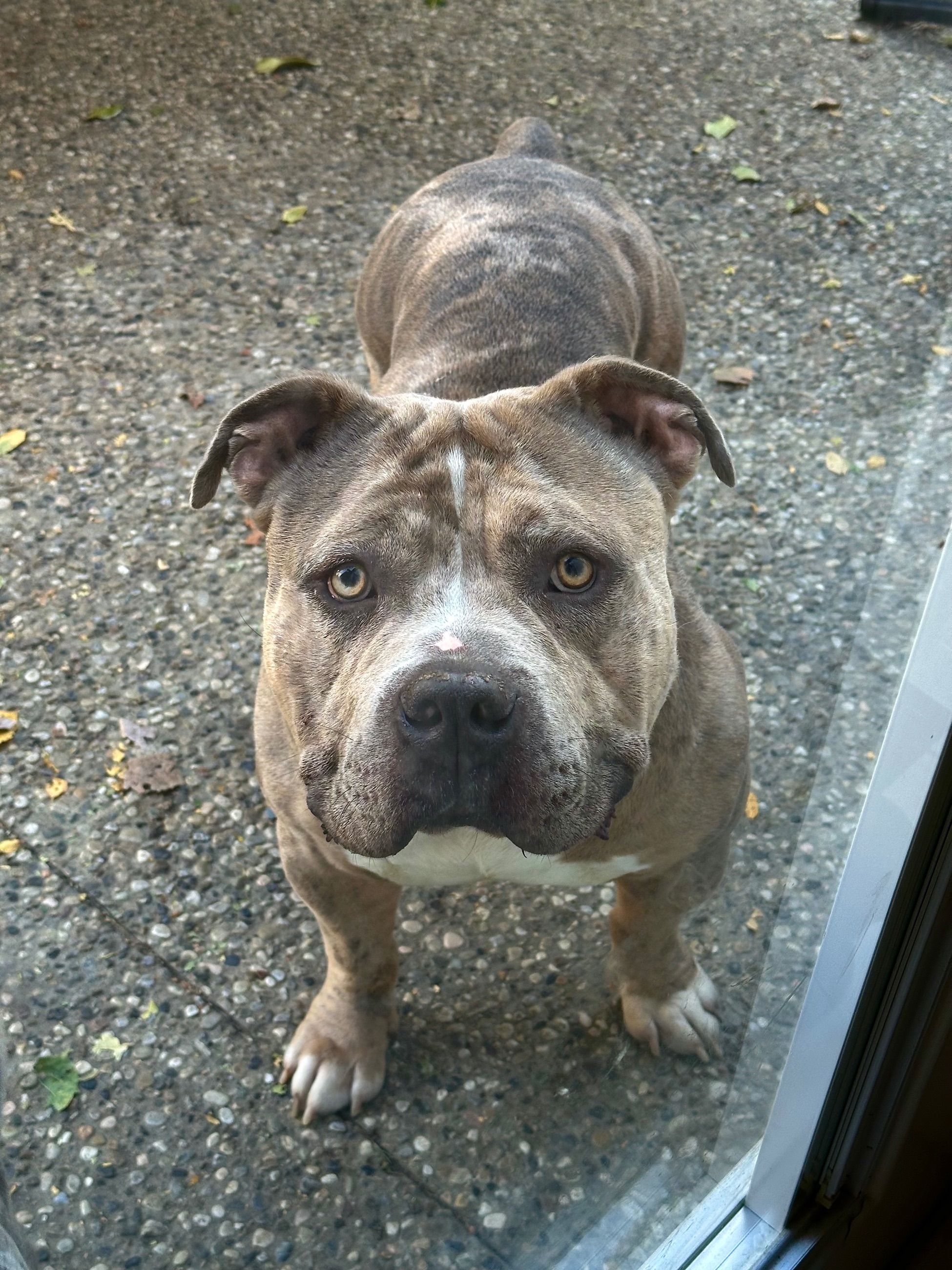 Photo of AMERICAN BULLY STUD SERVICE