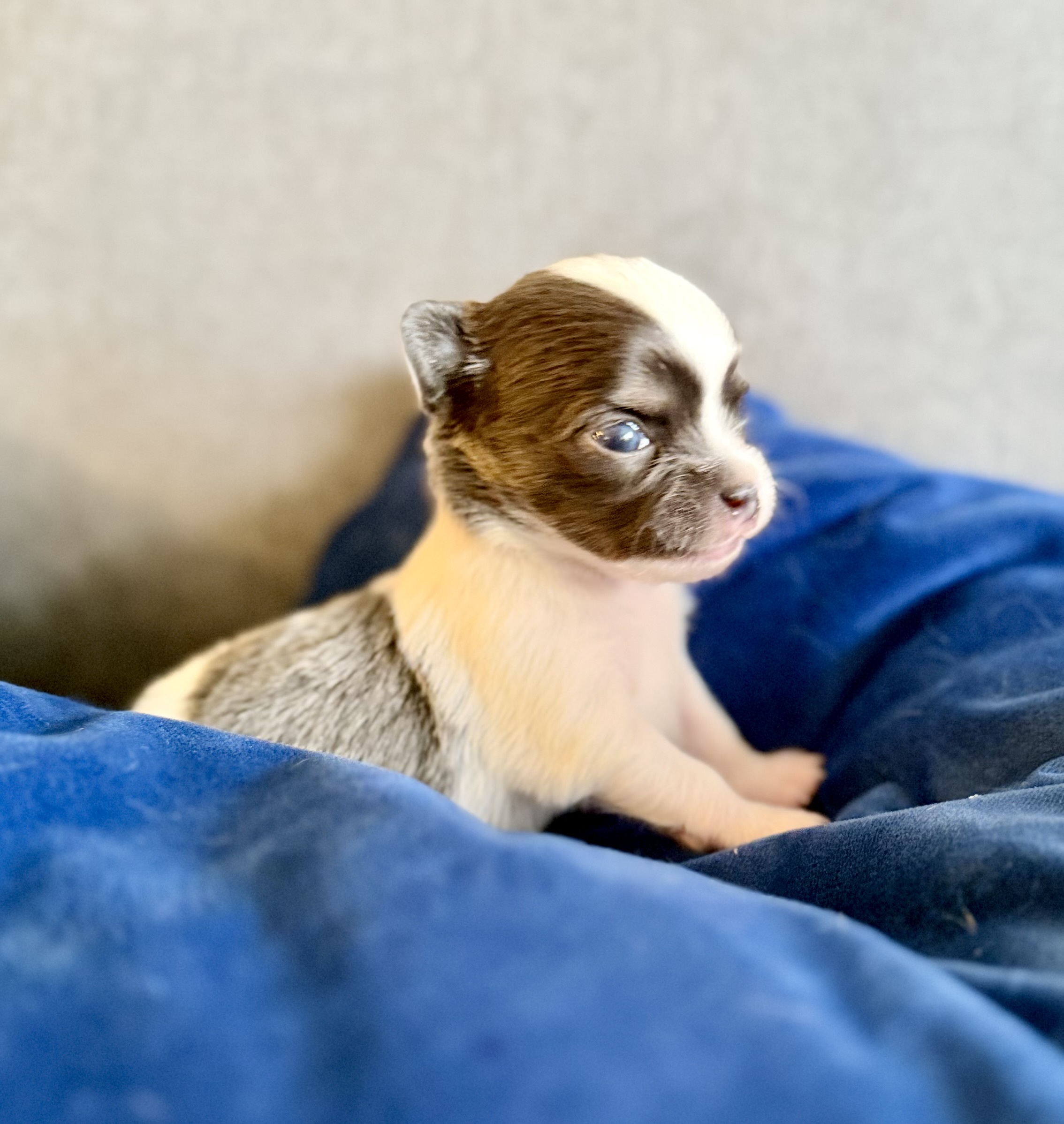 SWEET NATURED CHIHUAHUAS BREEDER - 6 - 1759259845154_IMG_6891