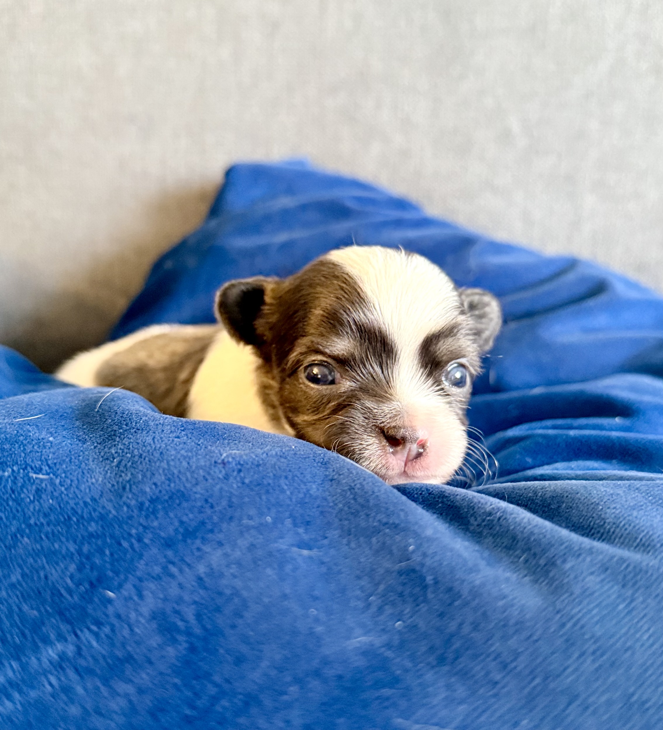 SWEET NATURED CHIHUAHUAS BREEDER - 7 - 1759259845195_IMG_6895