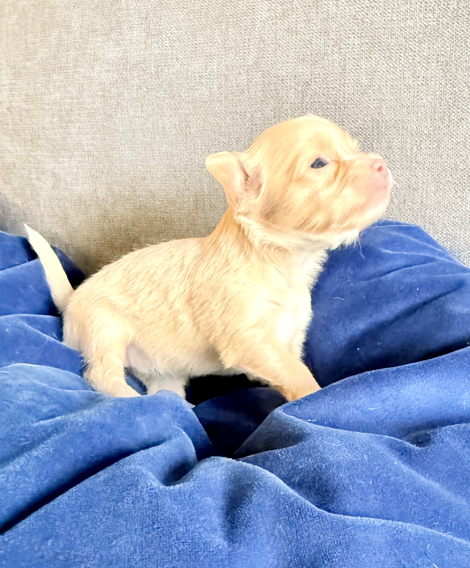 SWEET NATURED CHIHUAHUAS BREEDER - 9 - 1759259845219_IMG_6922