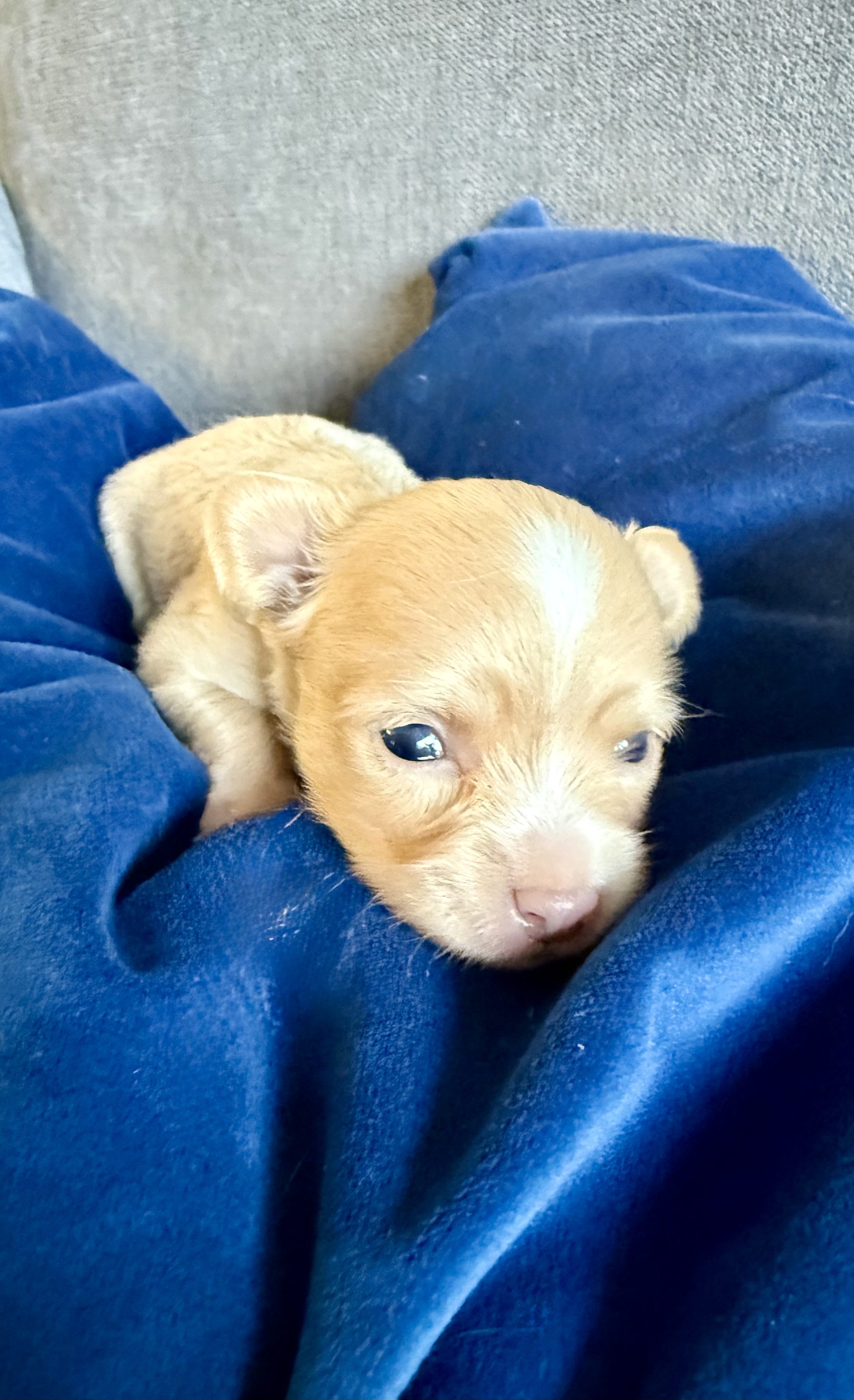 SWEET NATURED CHIHUAHUAS BREEDER - 8 - 1759259845272_IMG_6914