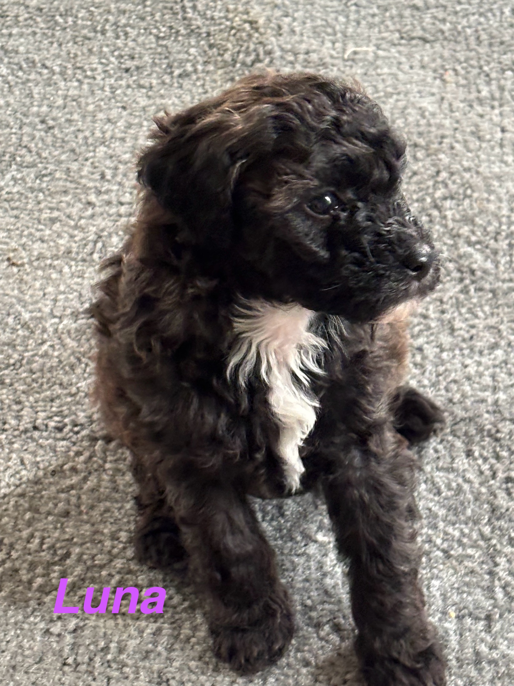 Photo of Mini poodle puppies