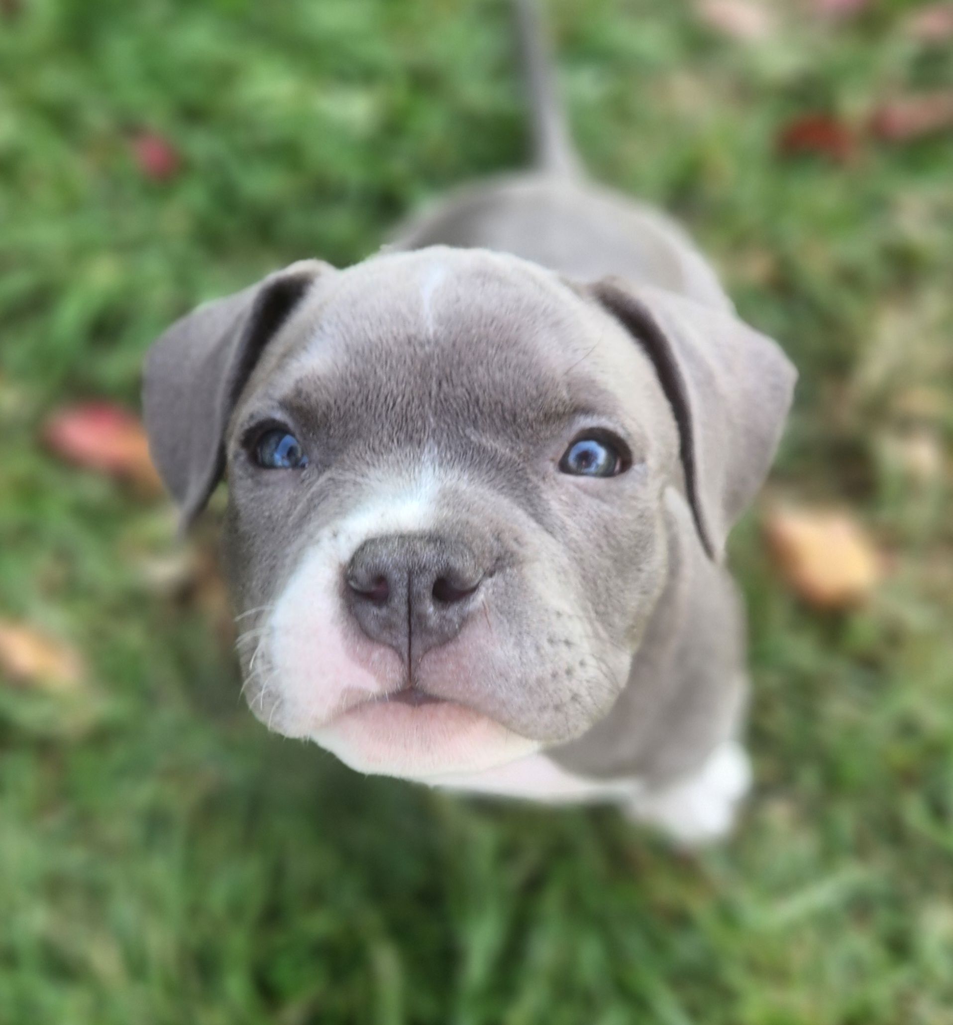 ✨ Tiny Titans: Premier Pocket Bullies Ready for Their Forever Homes! ✨ - 8 - 1759305456391_1000010543