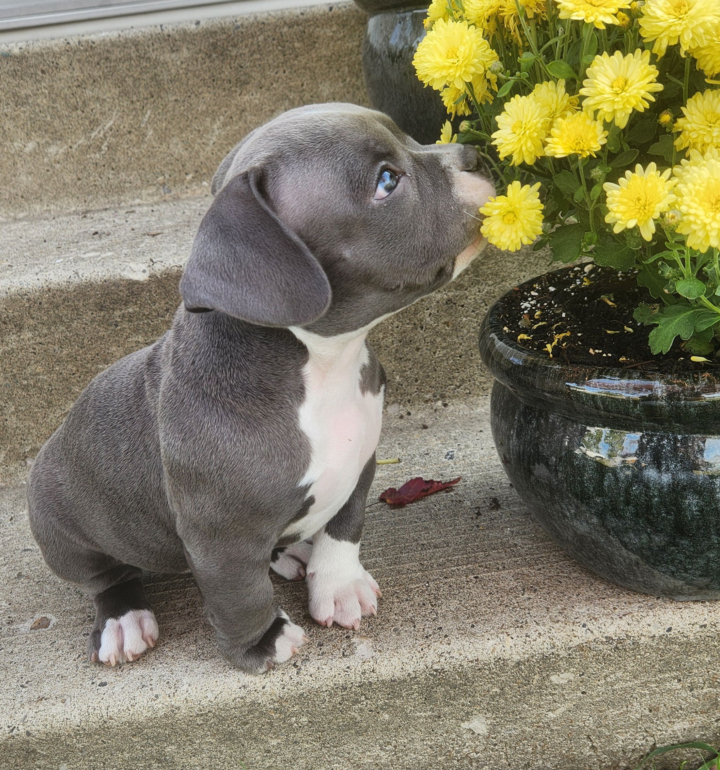 ✨ Tiny Titans: Premier Pocket Bullies Ready for Their Forever Homes! ✨ - 7 - 1759305456521_1000010564