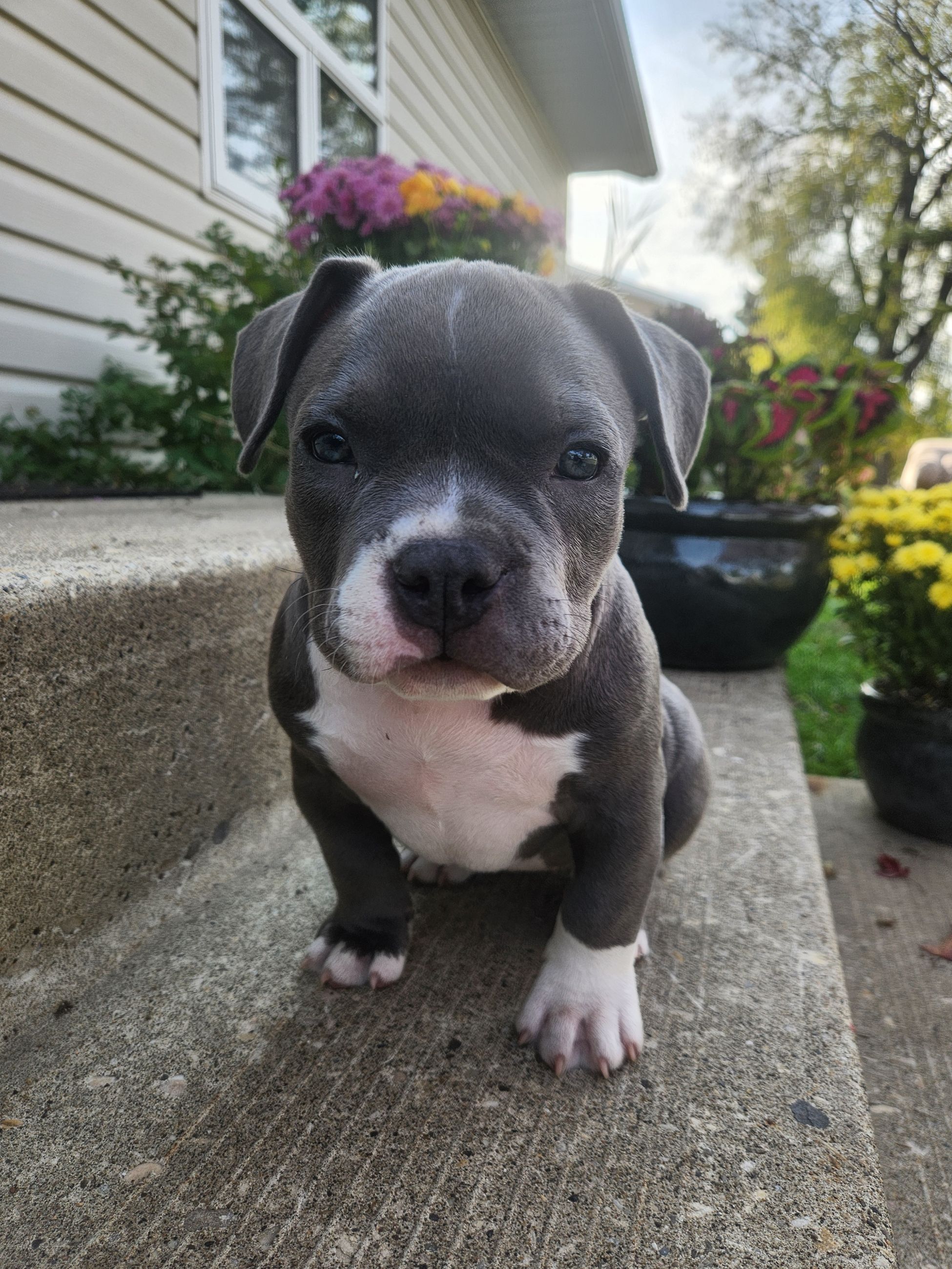 ✨ Tiny Titans: Premier Pocket Bullies Ready for Their Forever Homes! ✨ - 6 - 1759305456560_1000010597