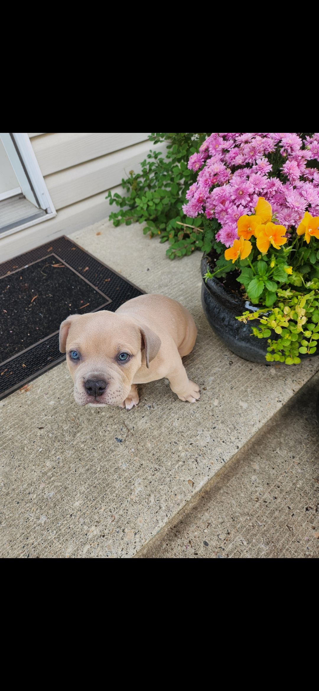 ✨ Tiny Titans: Premier Pocket Bullies Ready for Their Forever Homes! ✨ - 11 - 1759305678329_1000010642