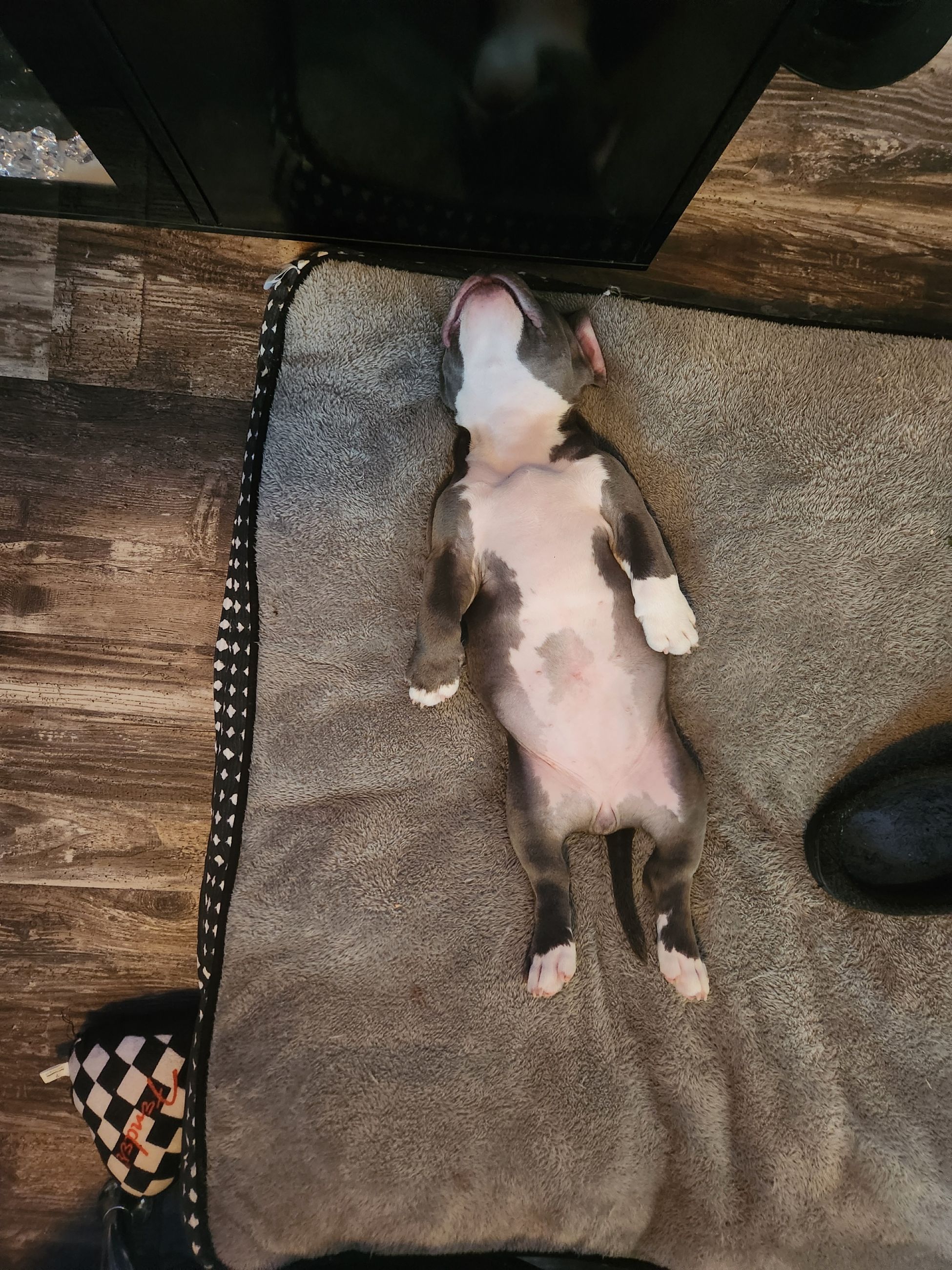 ✨ Tiny Titans: Premier Pocket Bullies Ready for Their Forever Homes! ✨ - 9 - 1759305678482_1000010624