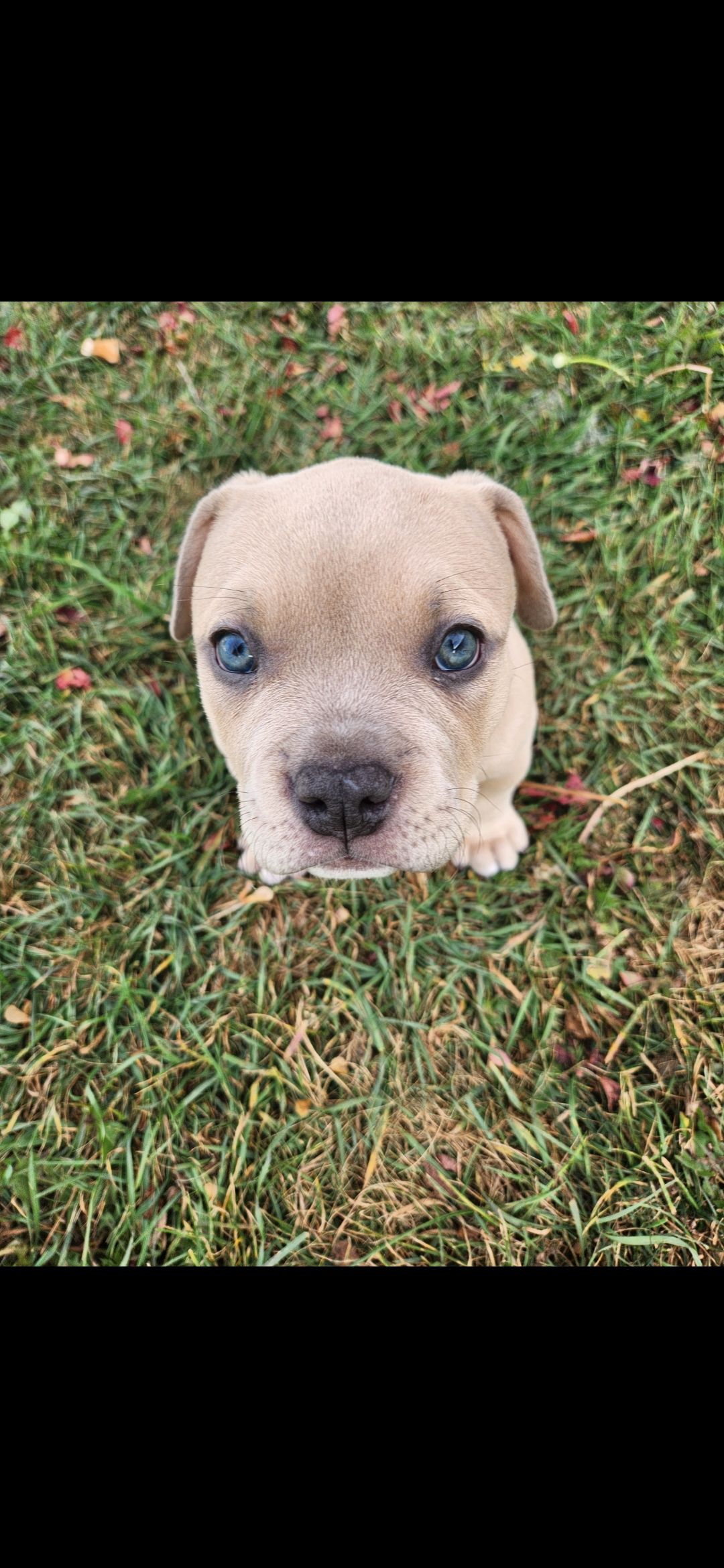 ✨ Tiny Titans: Premier Pocket Bullies Ready for Their Forever Homes! ✨ - 12 - 1759305728223_1000010647