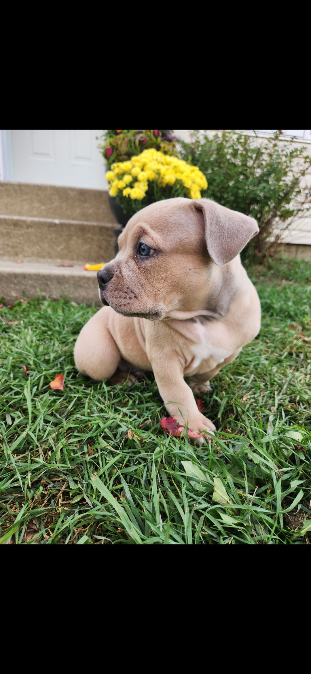 ✨ Tiny Titans: Premier Pocket Bullies Ready for Their Forever Homes! ✨ - 13 - 1759305728247_1000010649