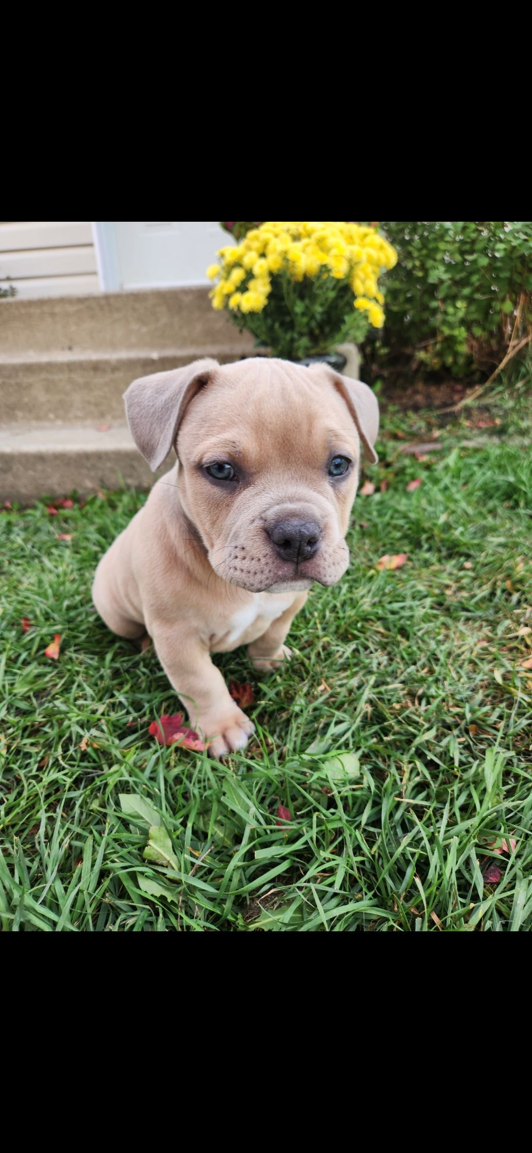 ✨ Tiny Titans: Premier Pocket Bullies Ready for Their Forever Homes! ✨ - 14 - 1759305728257_1000010648