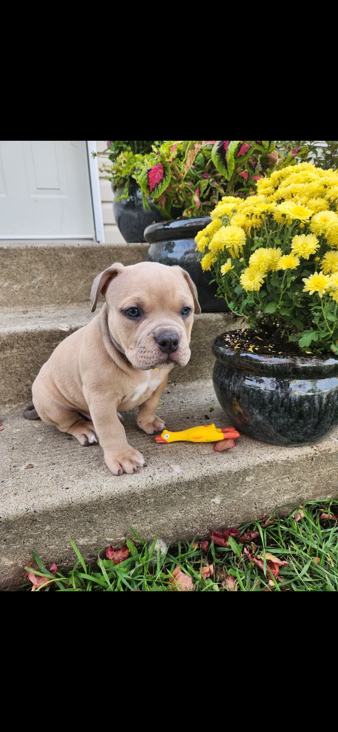 ✨ Tiny Titans: Premier Pocket Bullies Ready for Their Forever Homes! ✨ - 15 - 1759305849645_1000010650