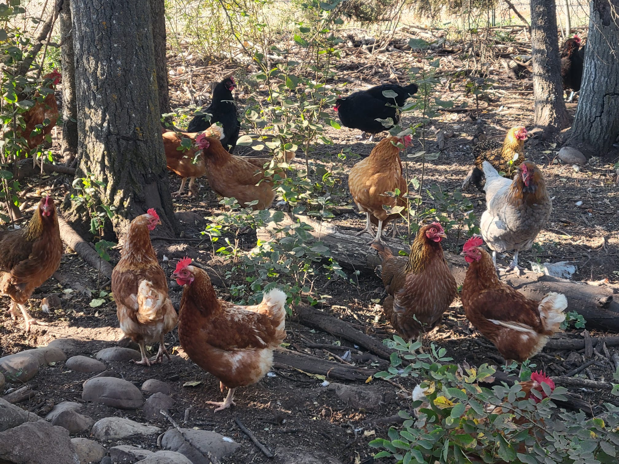 Photo of 'Soup' Hens