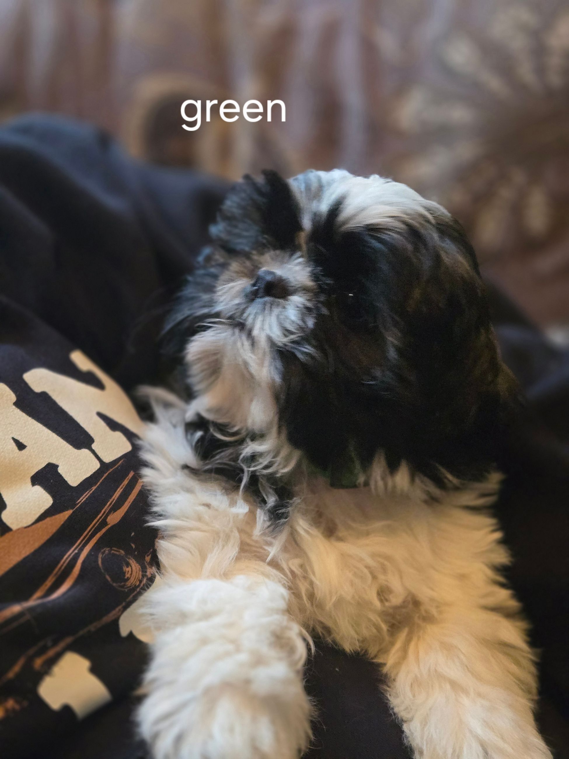 ADORABLE PURE SHIH TZU FEMALES - 7 - 1759406100481_1000023465