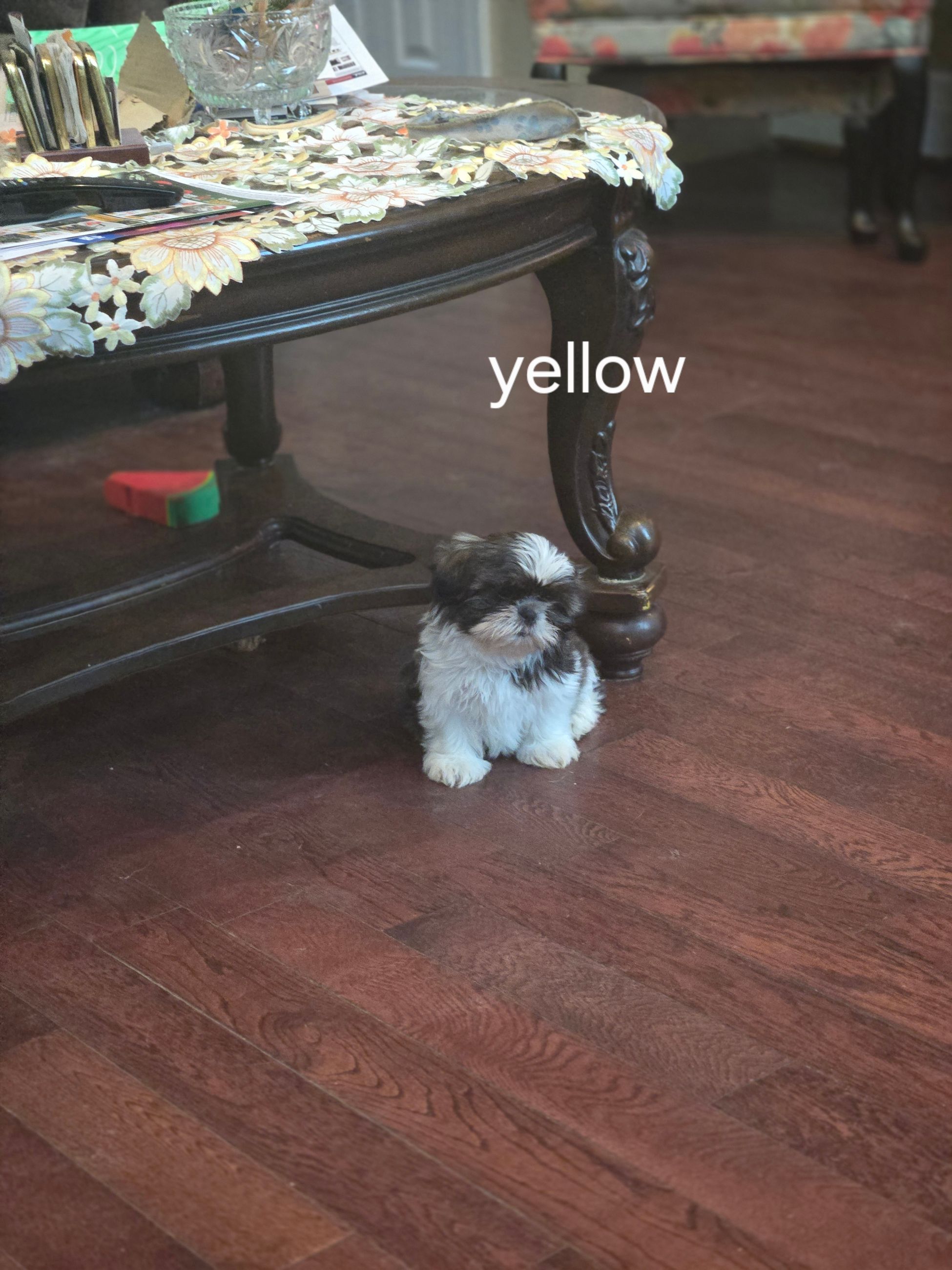 Photo of ADORABLE PURE SHIH TZU FEMALES