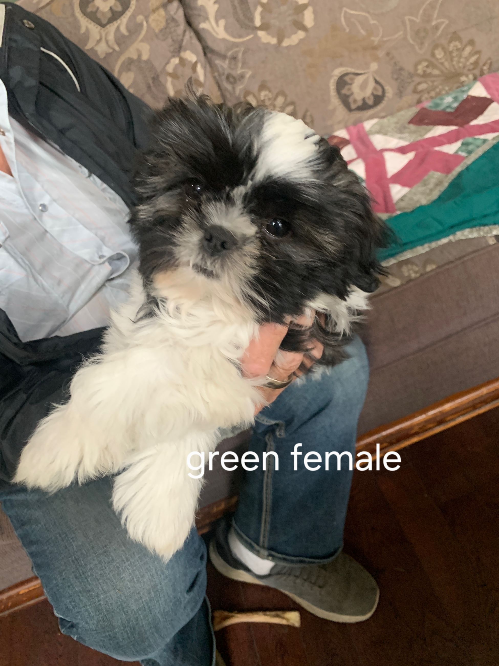 ADORABLE PURE SHIH TZU FEMALES - 2 - 1759406100497_1000023800