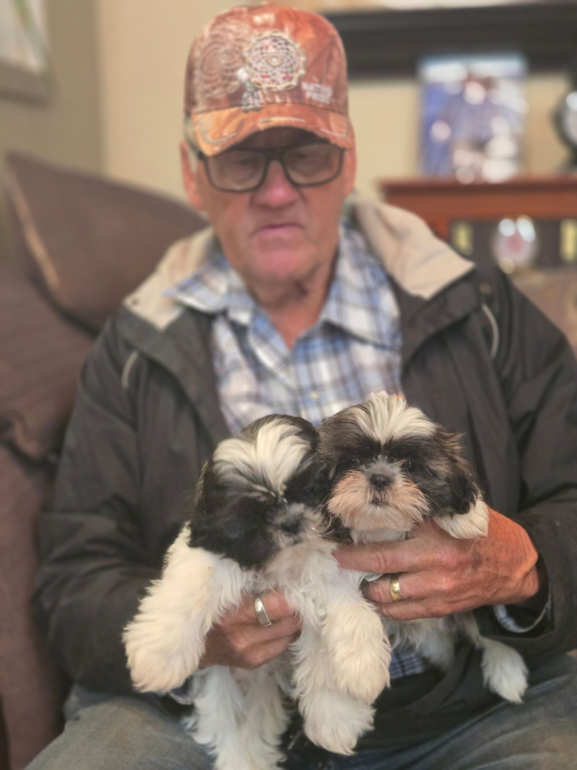 ADORABLE PURE SHIH TZU FEMALES - 3 - 1759406100547_1000023458