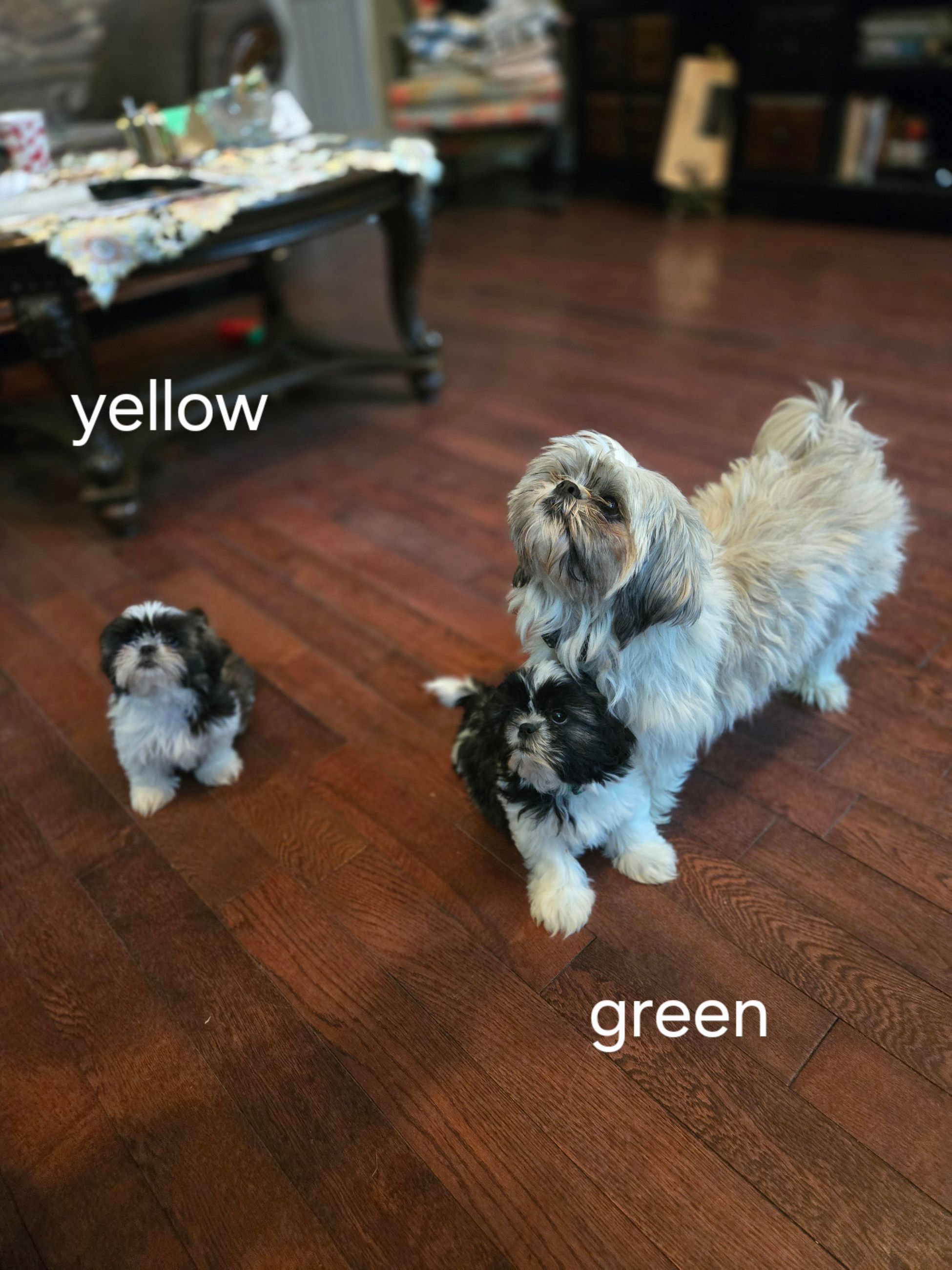 ADORABLE PURE SHIH TZU FEMALES - 4 - 1759406100547_1000023471