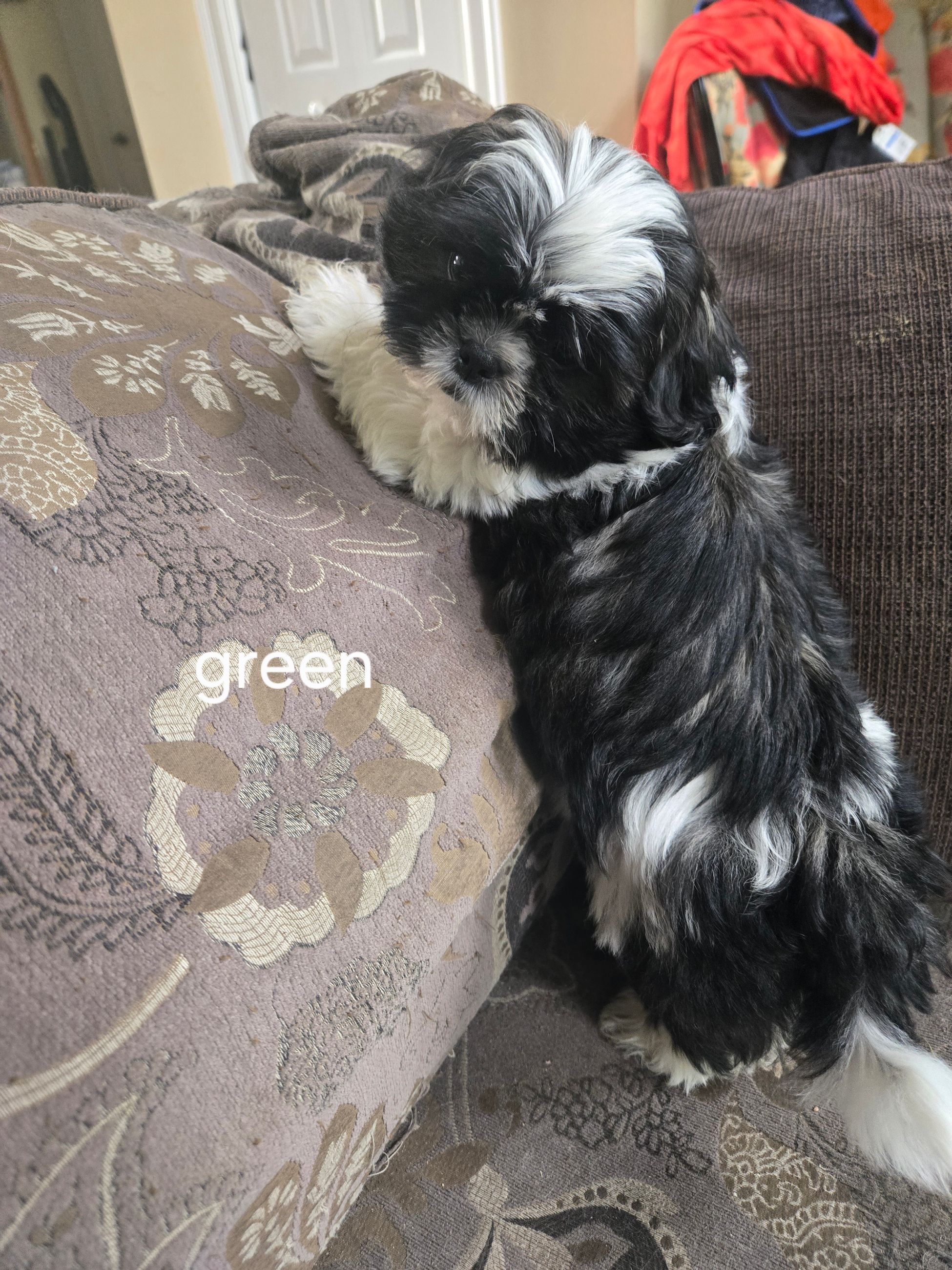 ADORABLE PURE SHIH TZU FEMALES - 8 - 1759406100548_1000023419