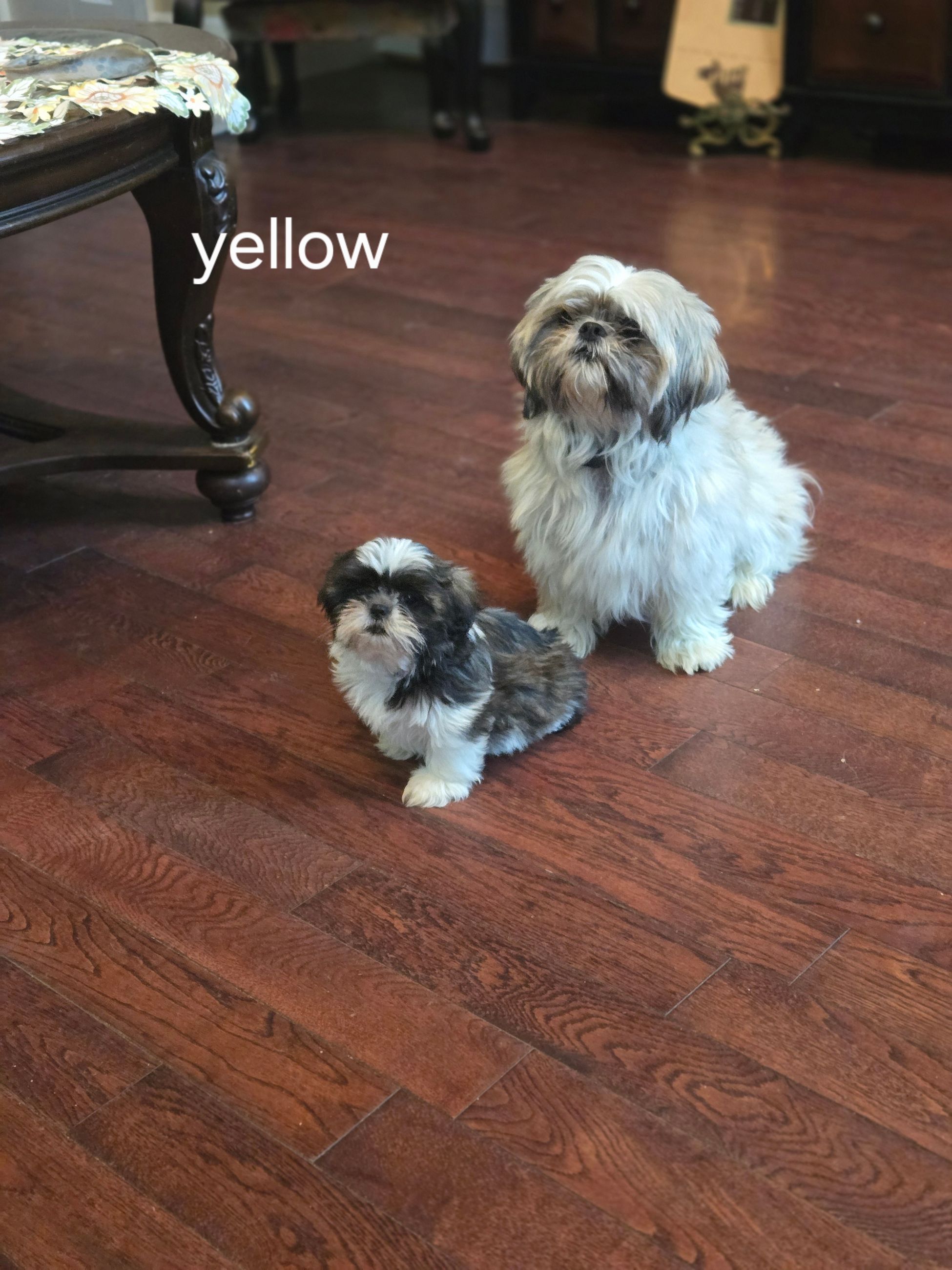 ADORABLE PURE SHIH TZU FEMALES - 5 - 1759406100548_1000023469