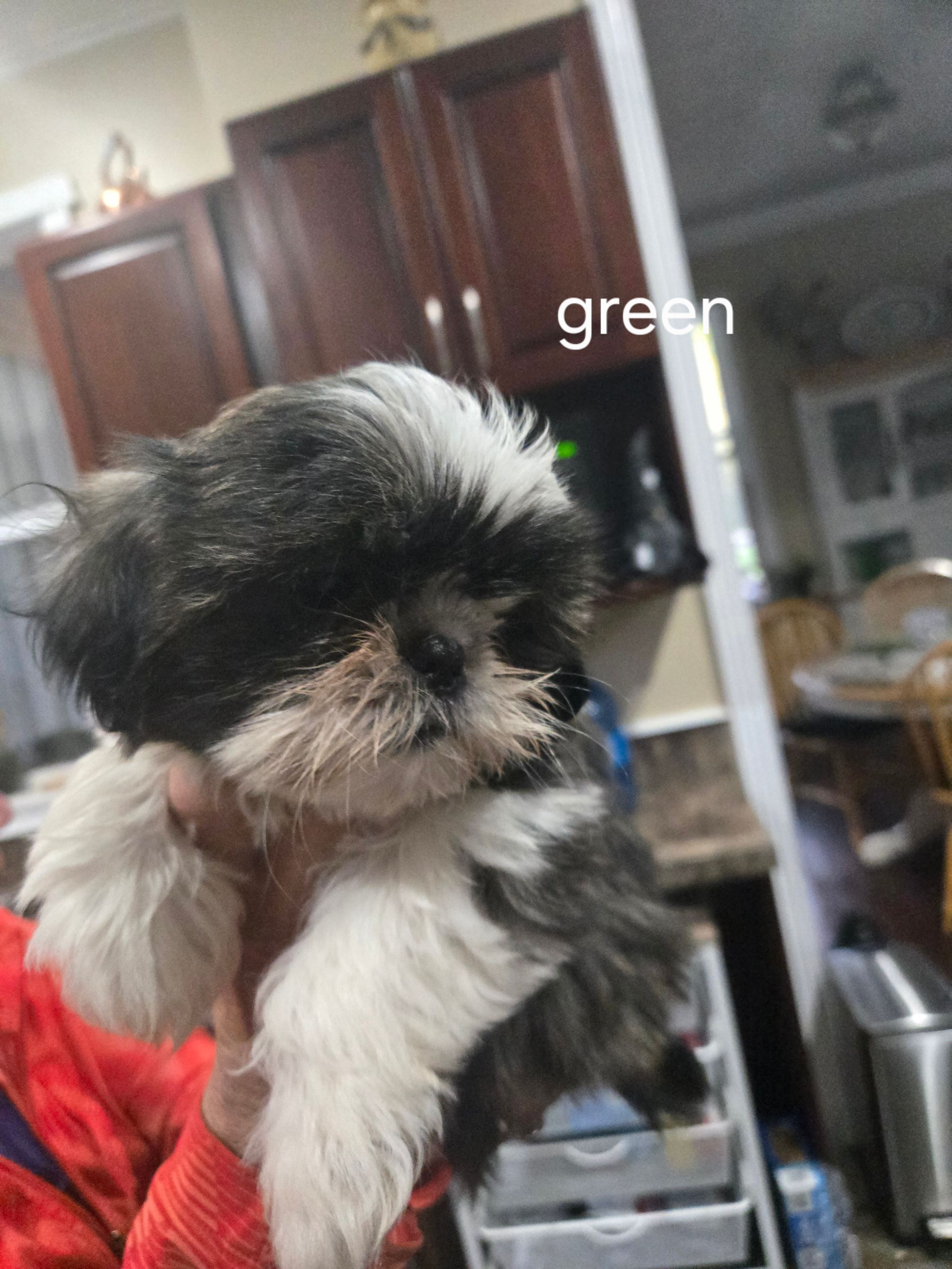 ADORABLE PURE SHIH TZU FEMALES - 6 - 1759406100549_1000023454