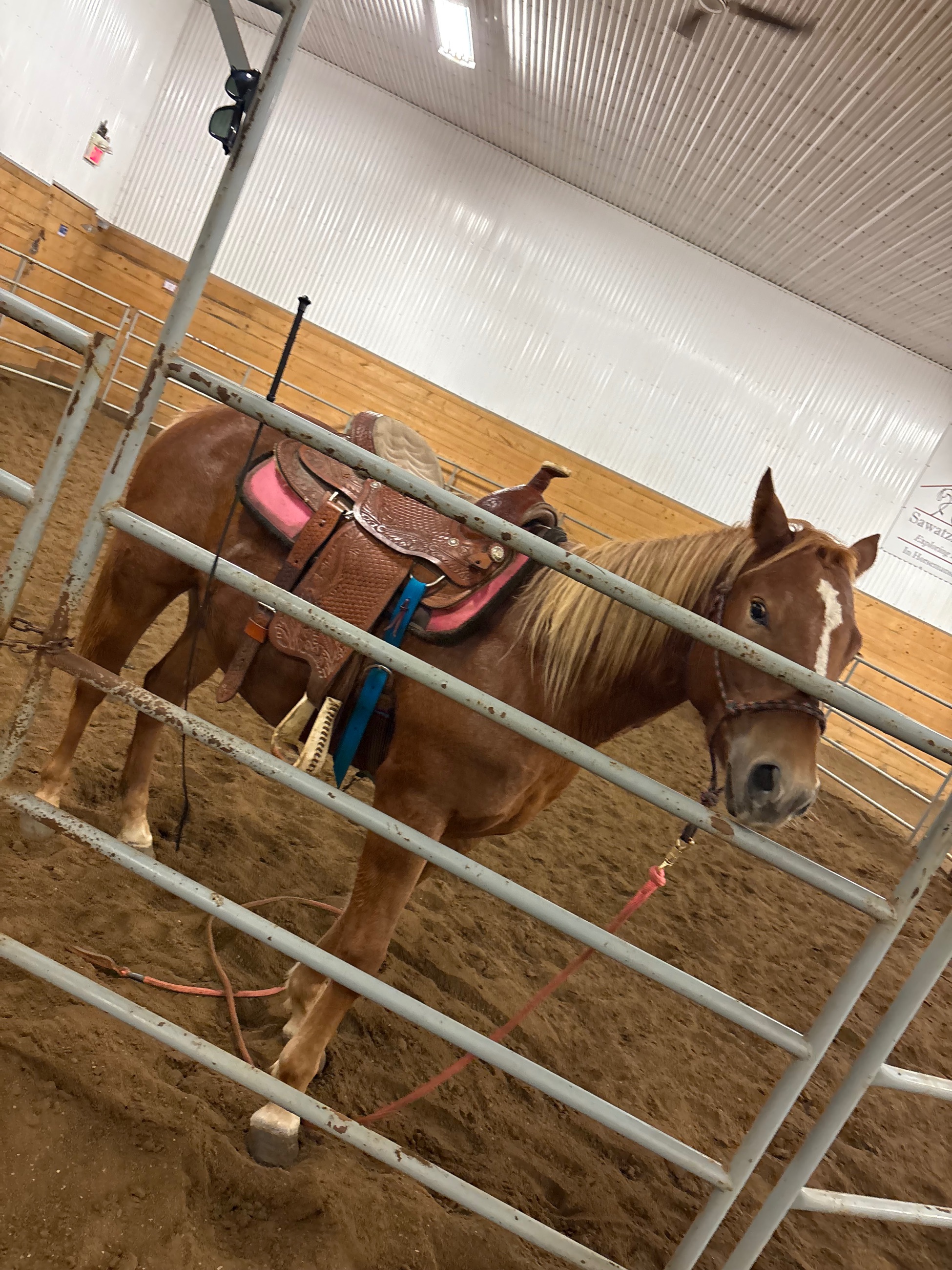 Photo of Broke 3 year old mare