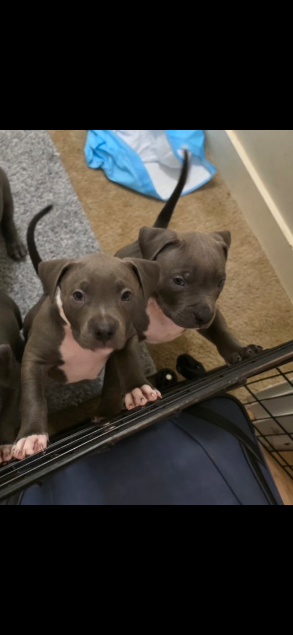 Photo of Unleash The Legends: 8 Elite blue nose, pity puppiesReady Now!