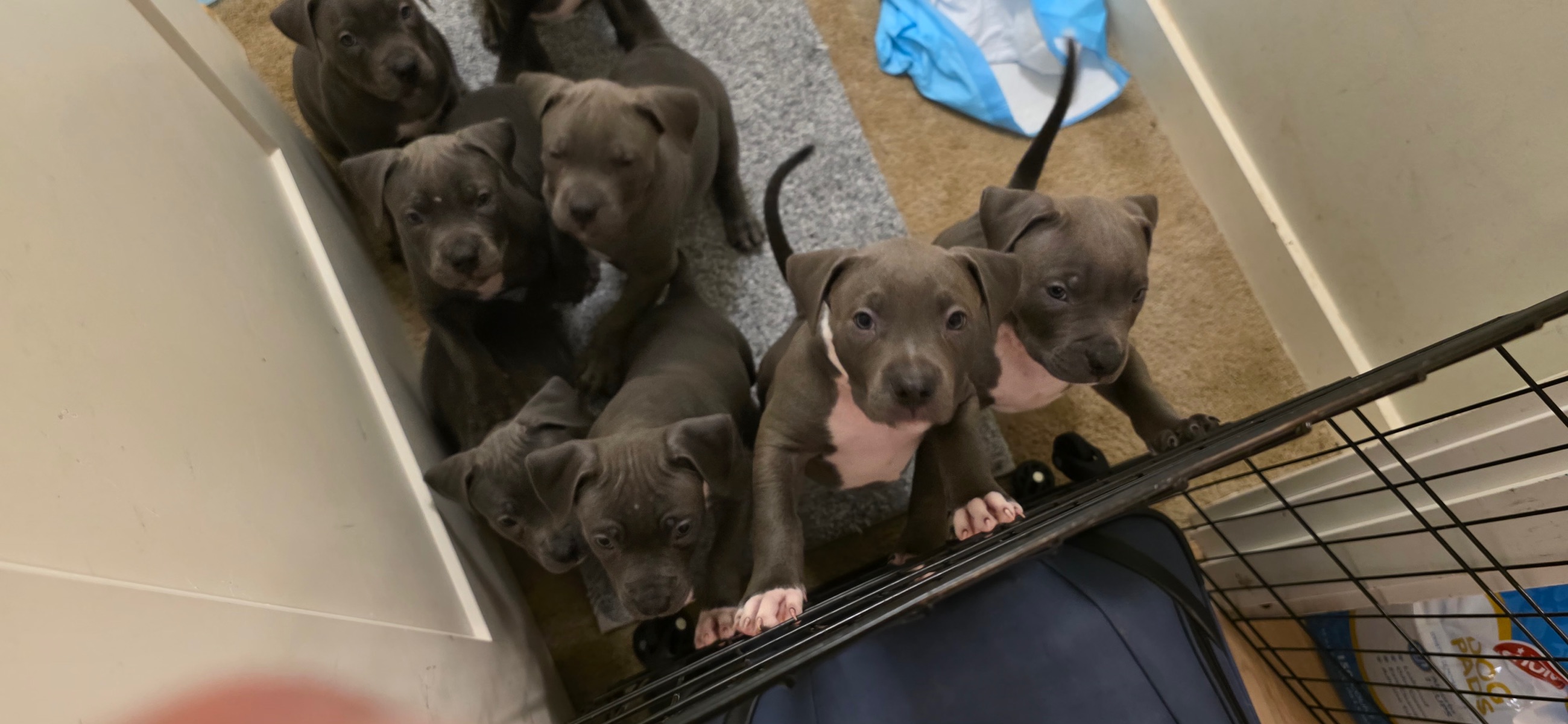 Unleash The Legends: 8 Elite blue nose, pity puppiesReady Now! - 2 - 1759539476216_2235387485988298913