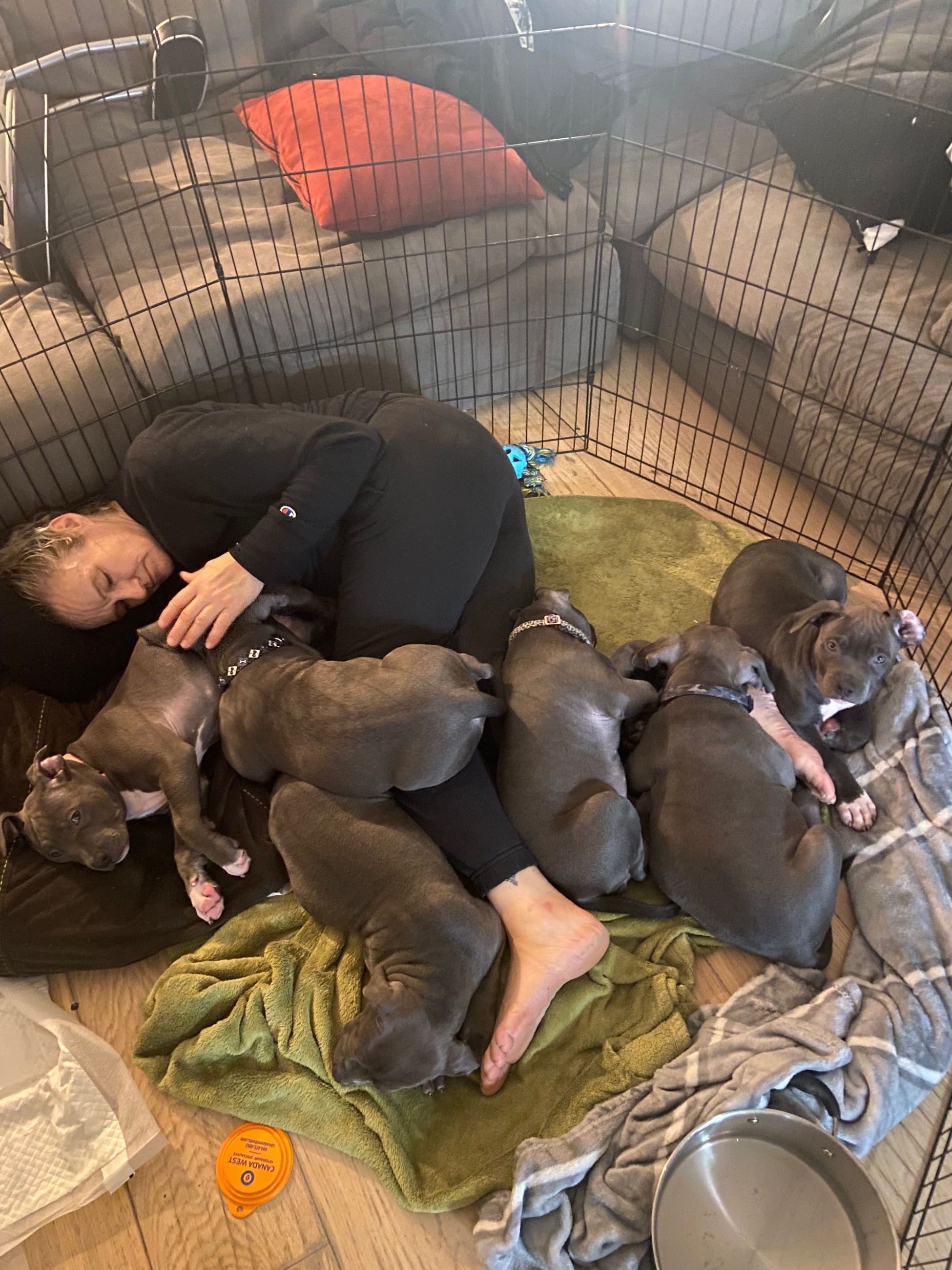 Unleash The Legends: 8 Elite blue nose, pity puppiesReady Now! - 4 - 1759539476268_IMG_1034