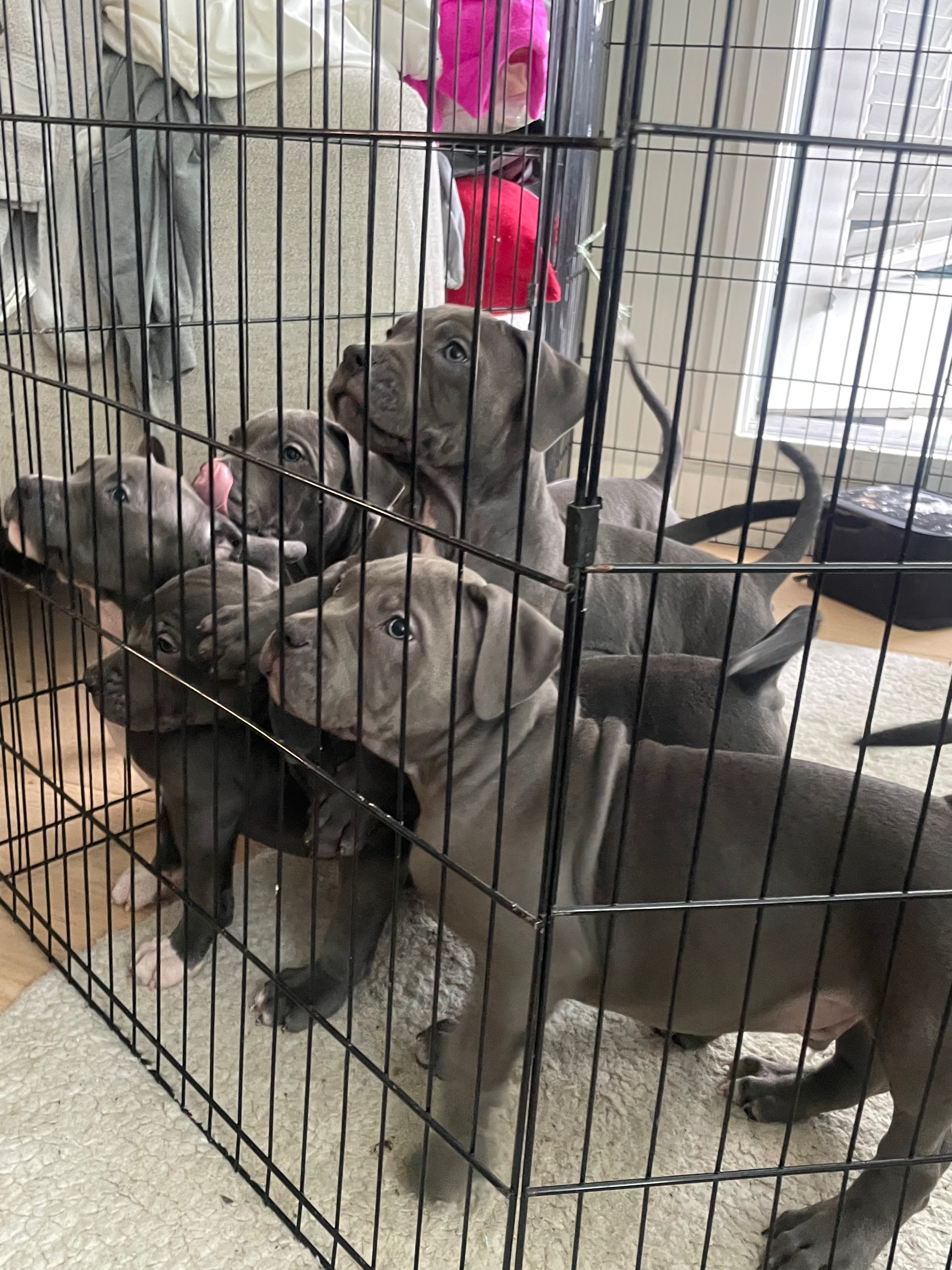 Unleash The Legends: 8 Elite blue nose, pity puppiesReady Now! - 7 - 1759539476364_IMG_2159