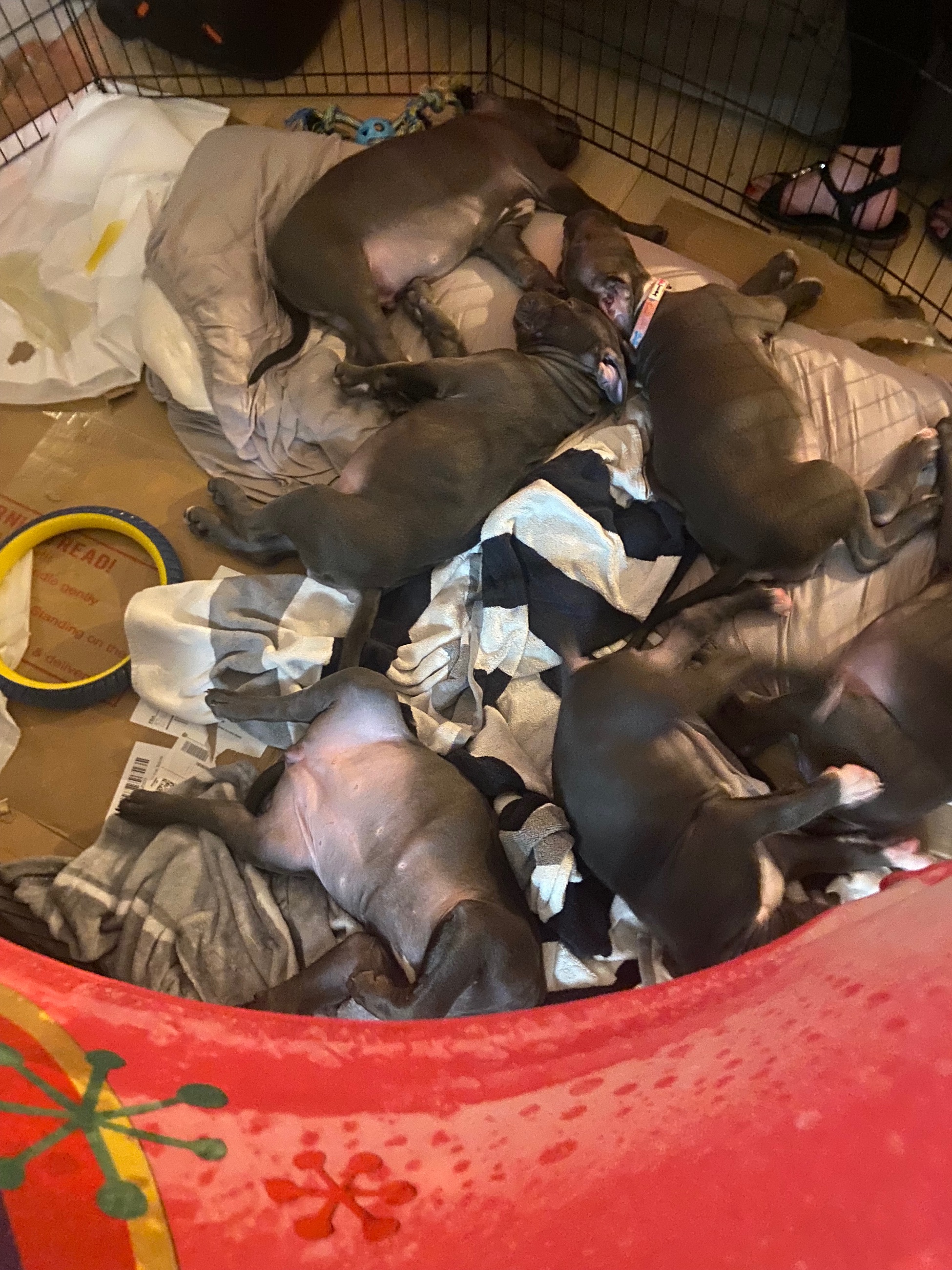 Unleash The Legends: 8 Elite blue nose, pity puppiesReady Now! - 5 - 1759539476478_IMG_1028