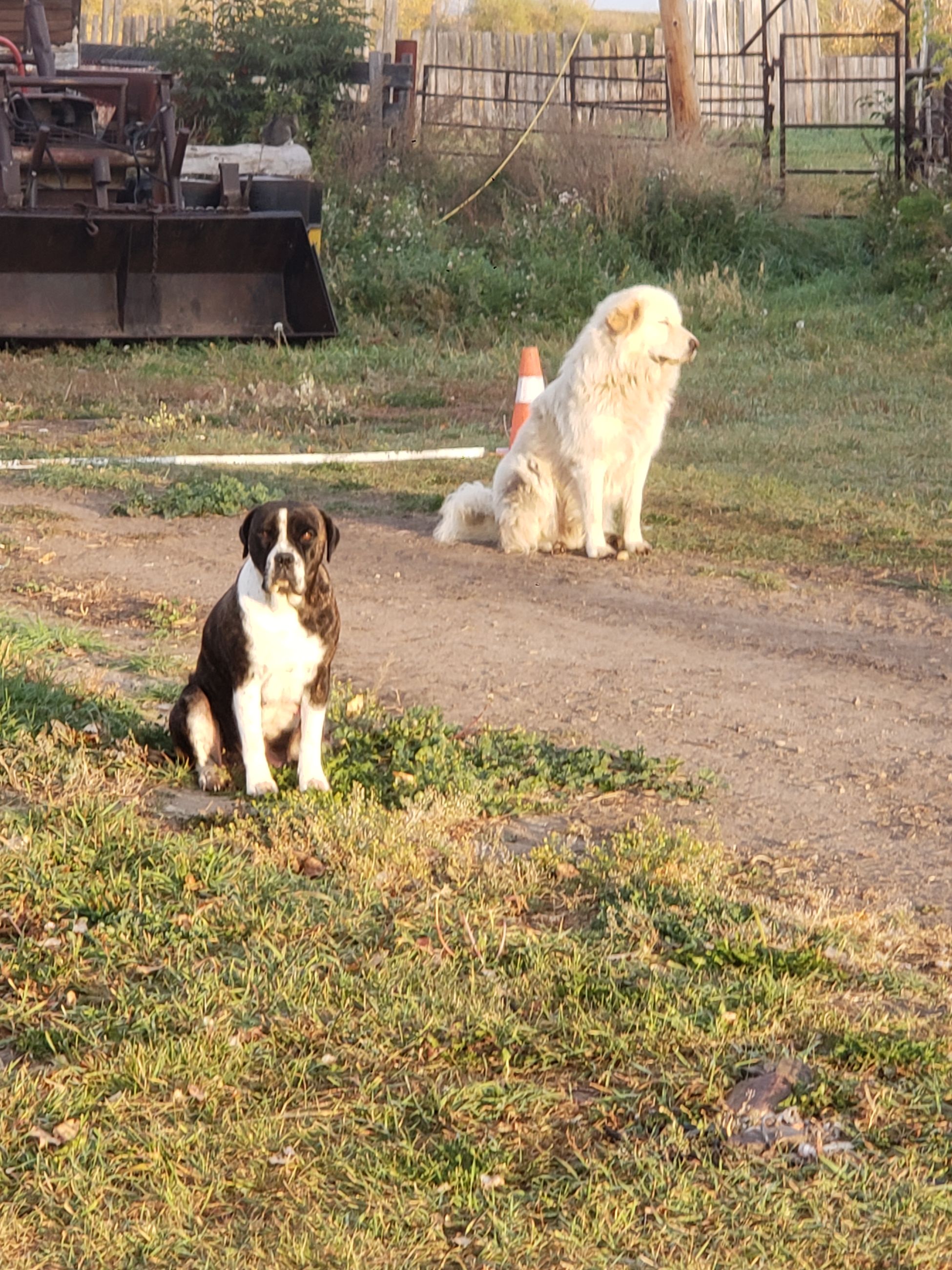 Photo of Guardian pups