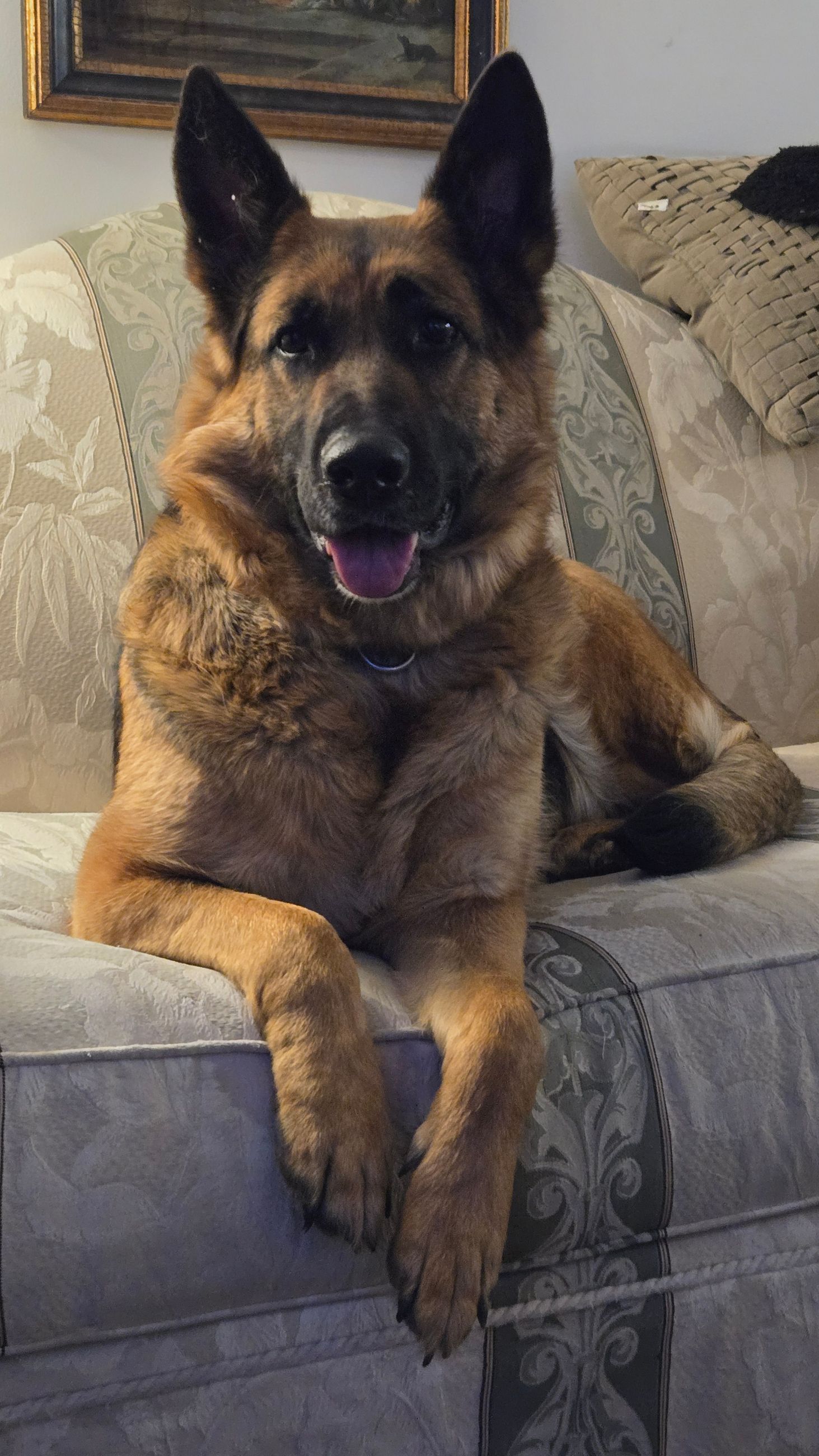  German Shepherd cross pups  - 4 - 1759551235361_20250506_204306