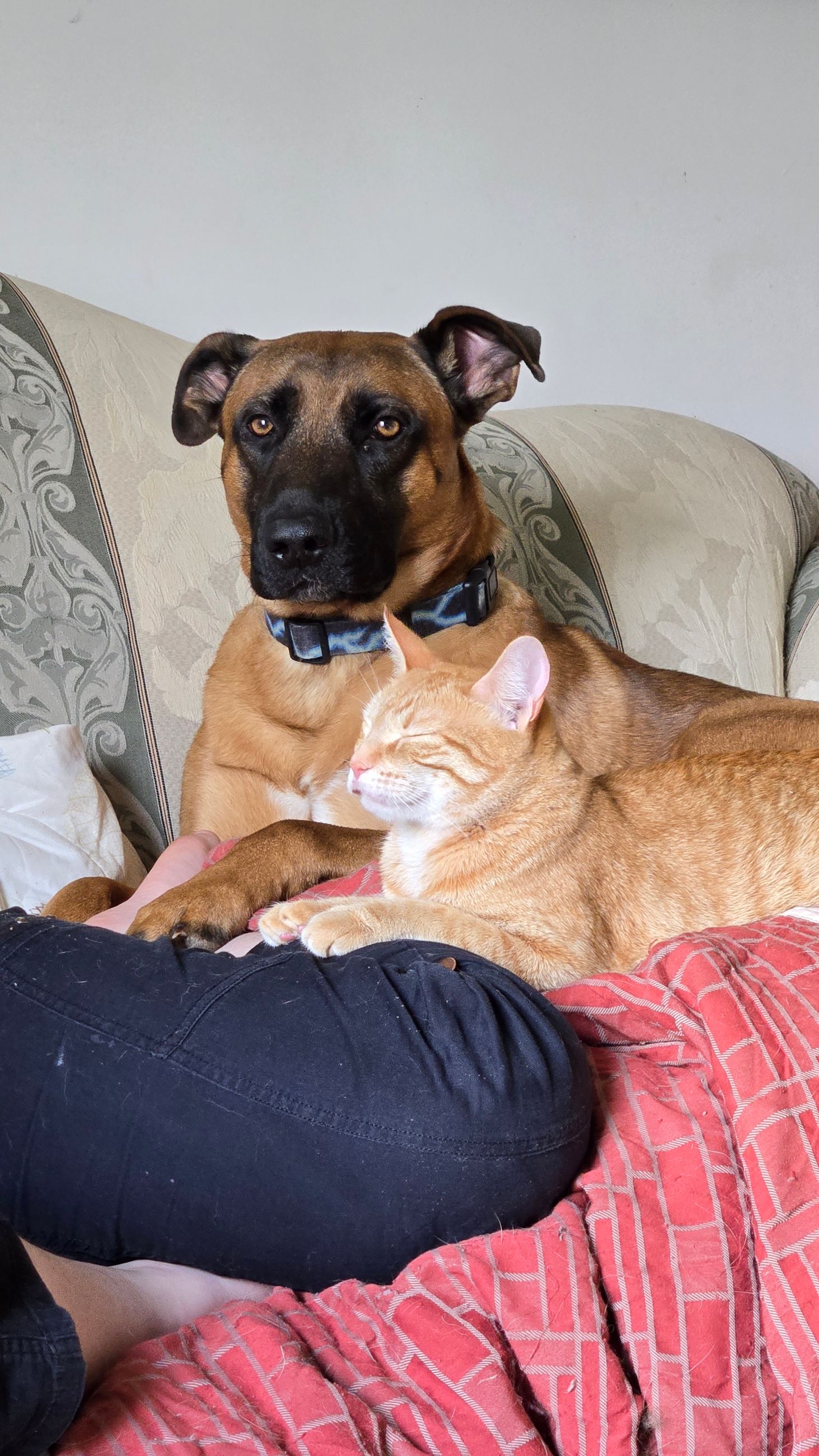  German Shepherd cross pups  - 5 - 1759551235375_20250522_104140