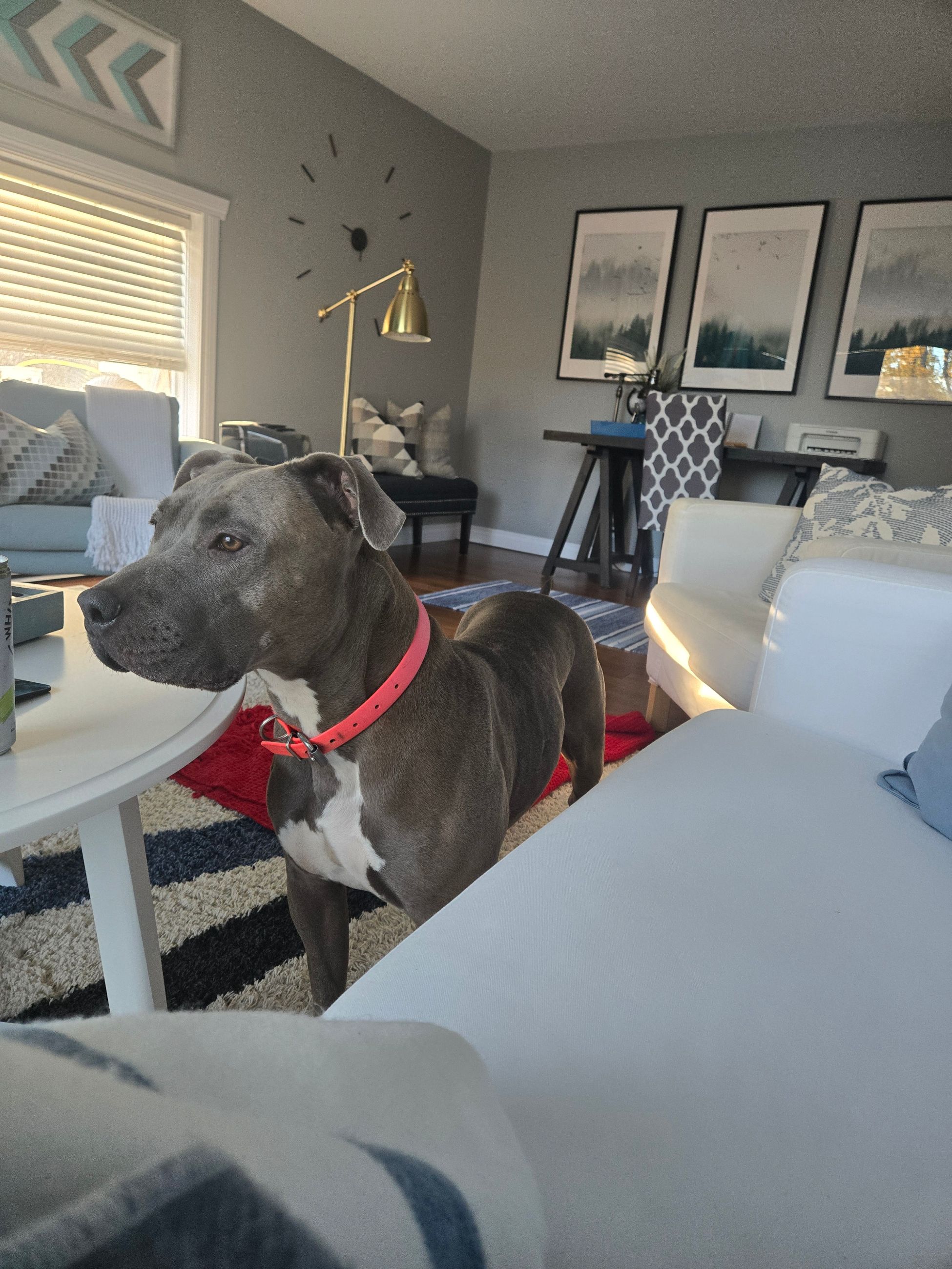 Pitbull/mastiff cross puppies - 9 - 1759590749631_1000000022