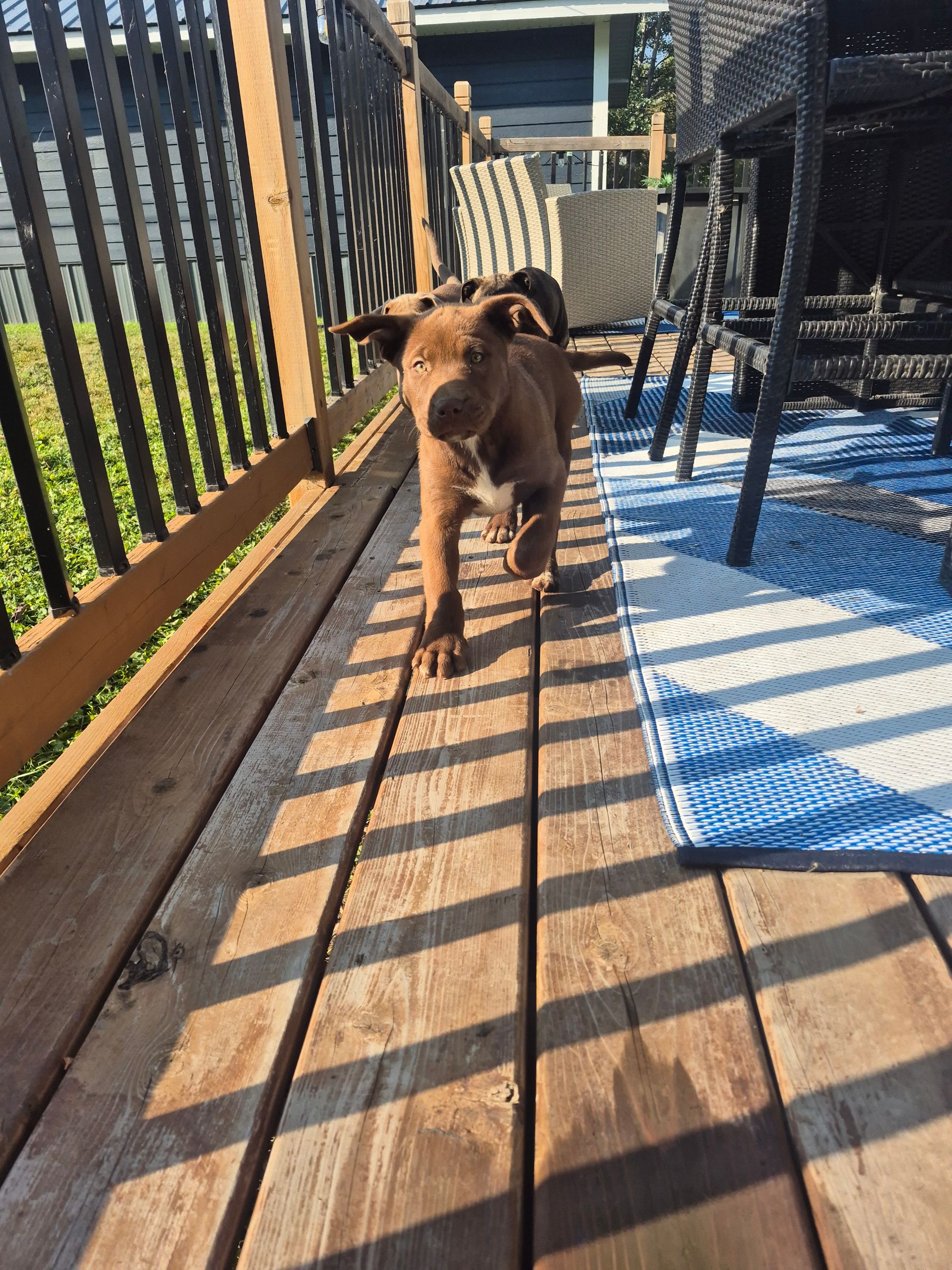 Pitbull/mastiff cross puppies - 6 - 1759590749782_1000002453