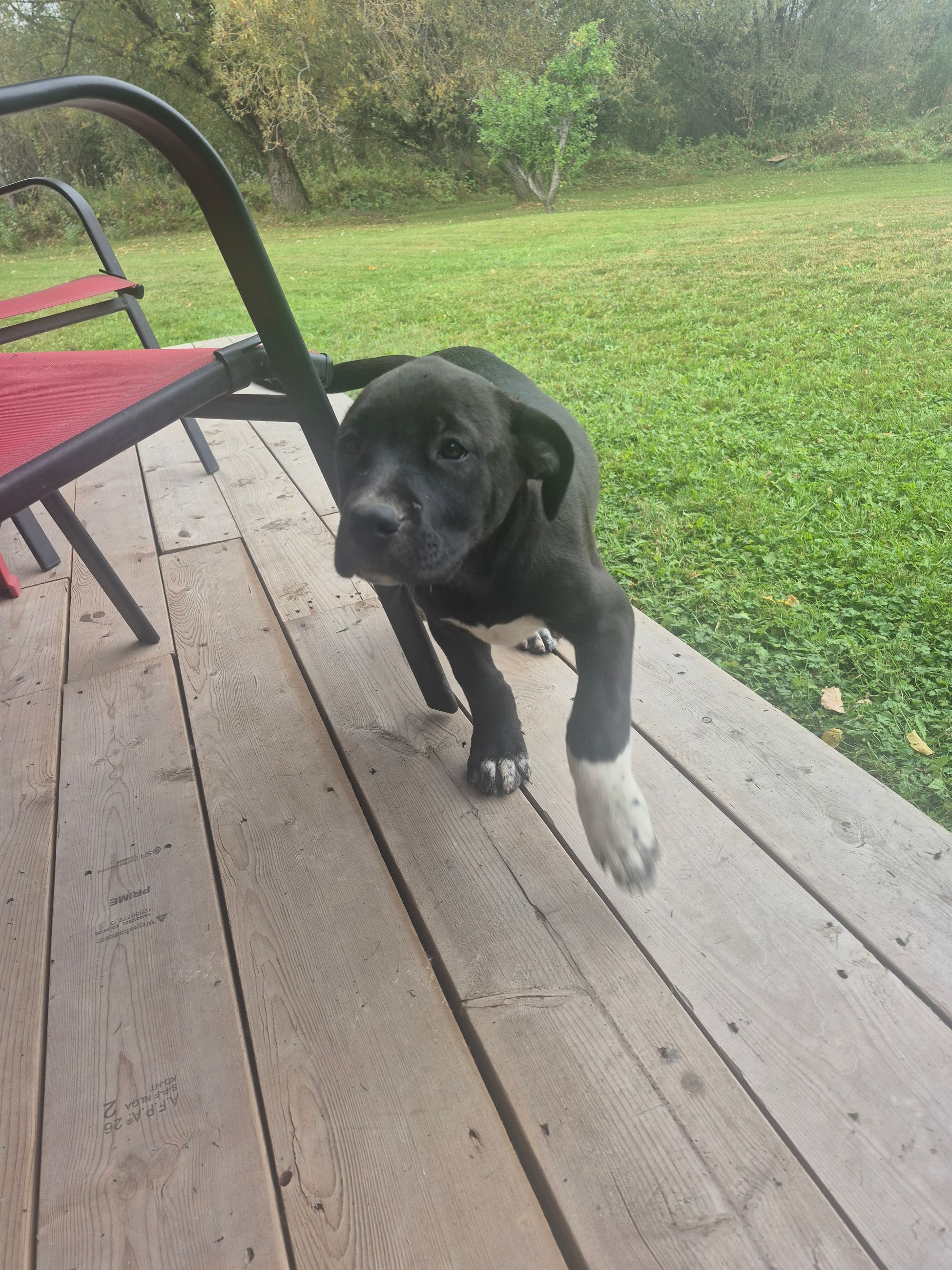 Pitbull/mastiff cross puppies - 3 - 1759590749816_1000002599