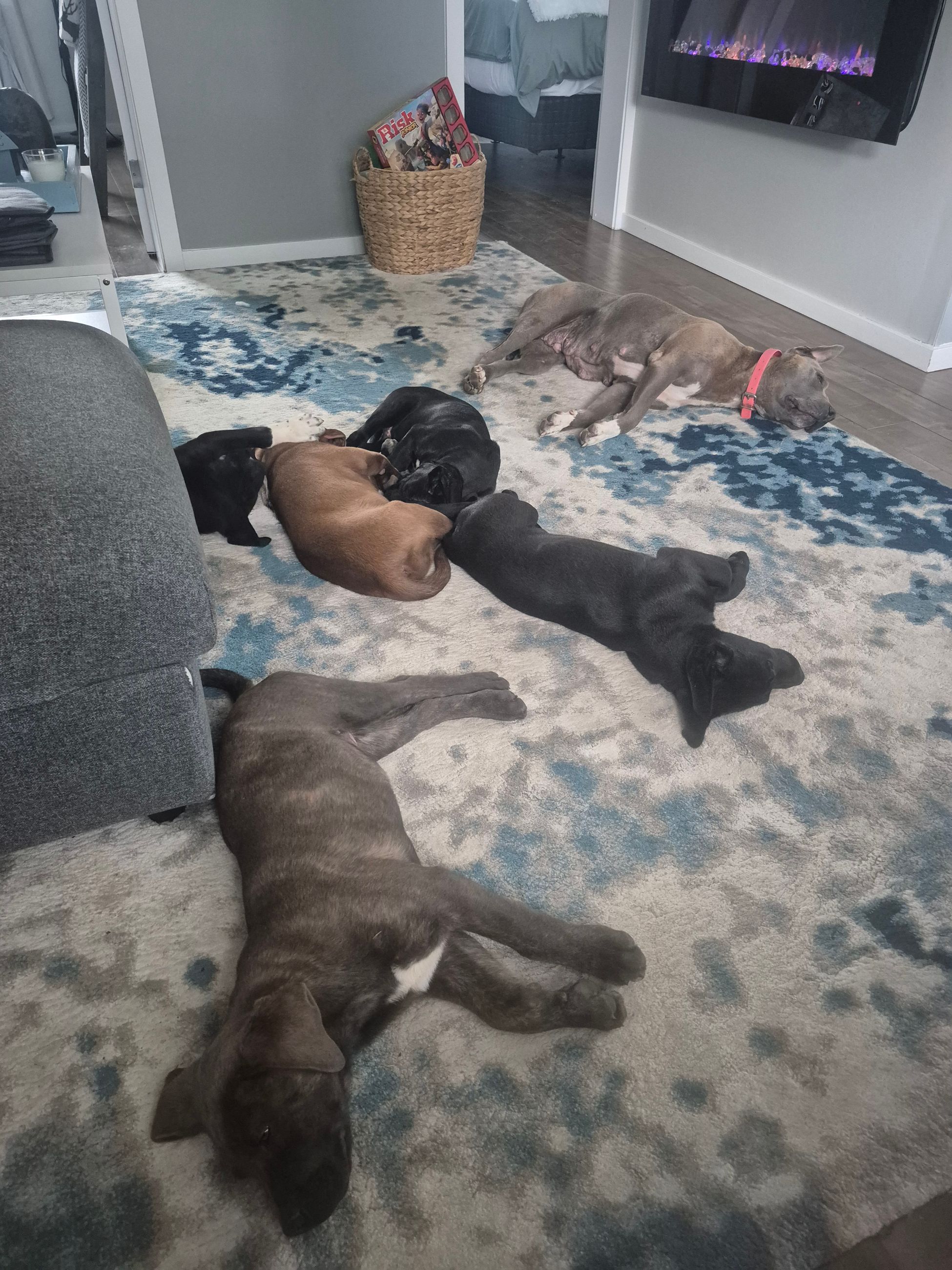 Photo of Pitbull/mastiff cross puppies