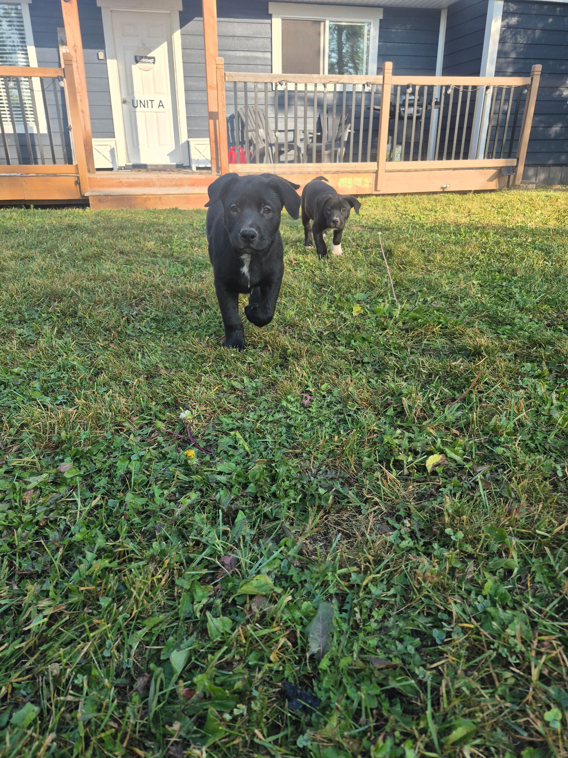 Pitbull/mastiff cross puppies - 7 - 1759590749870_1000002450