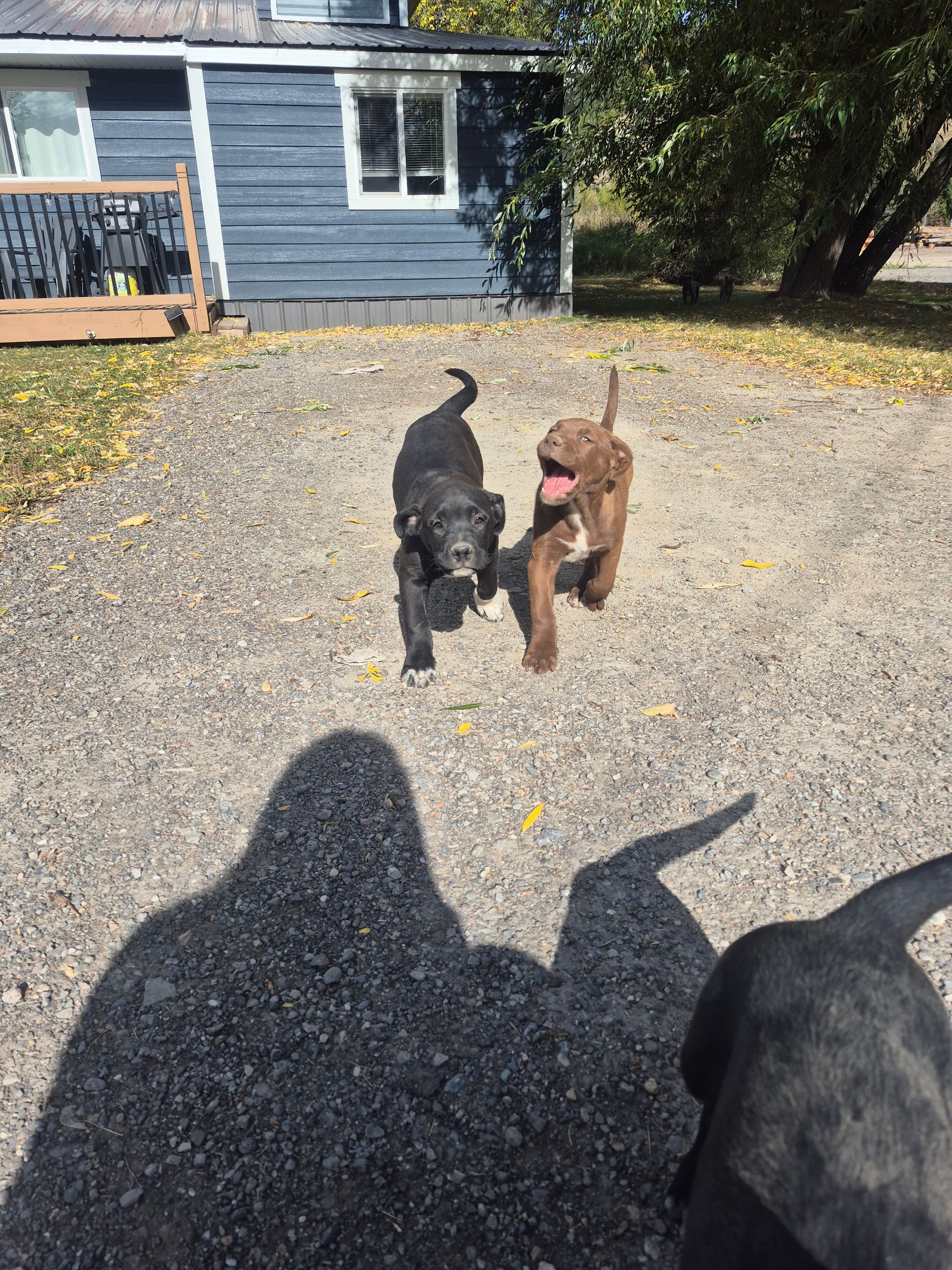 Pitbull/mastiff cross puppies - 5 - 1759590749878_1000002563