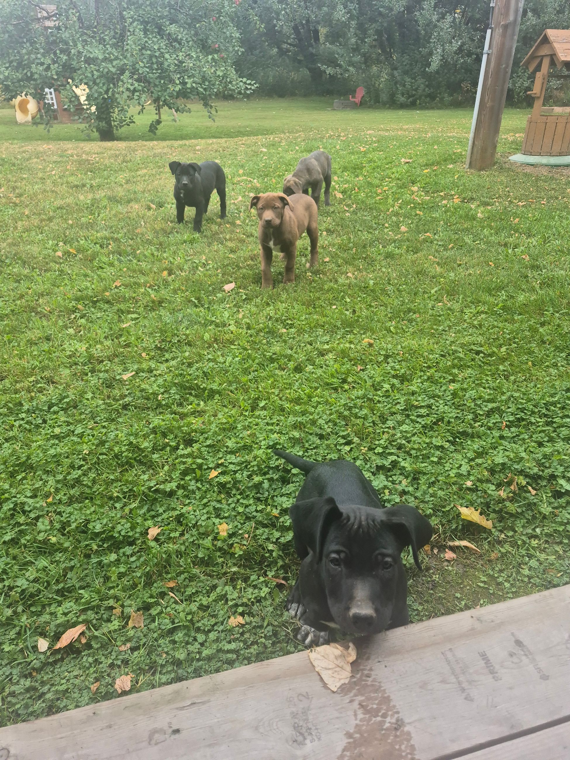 Pitbull/mastiff cross puppies - 4 - 1759590749927_1000002598