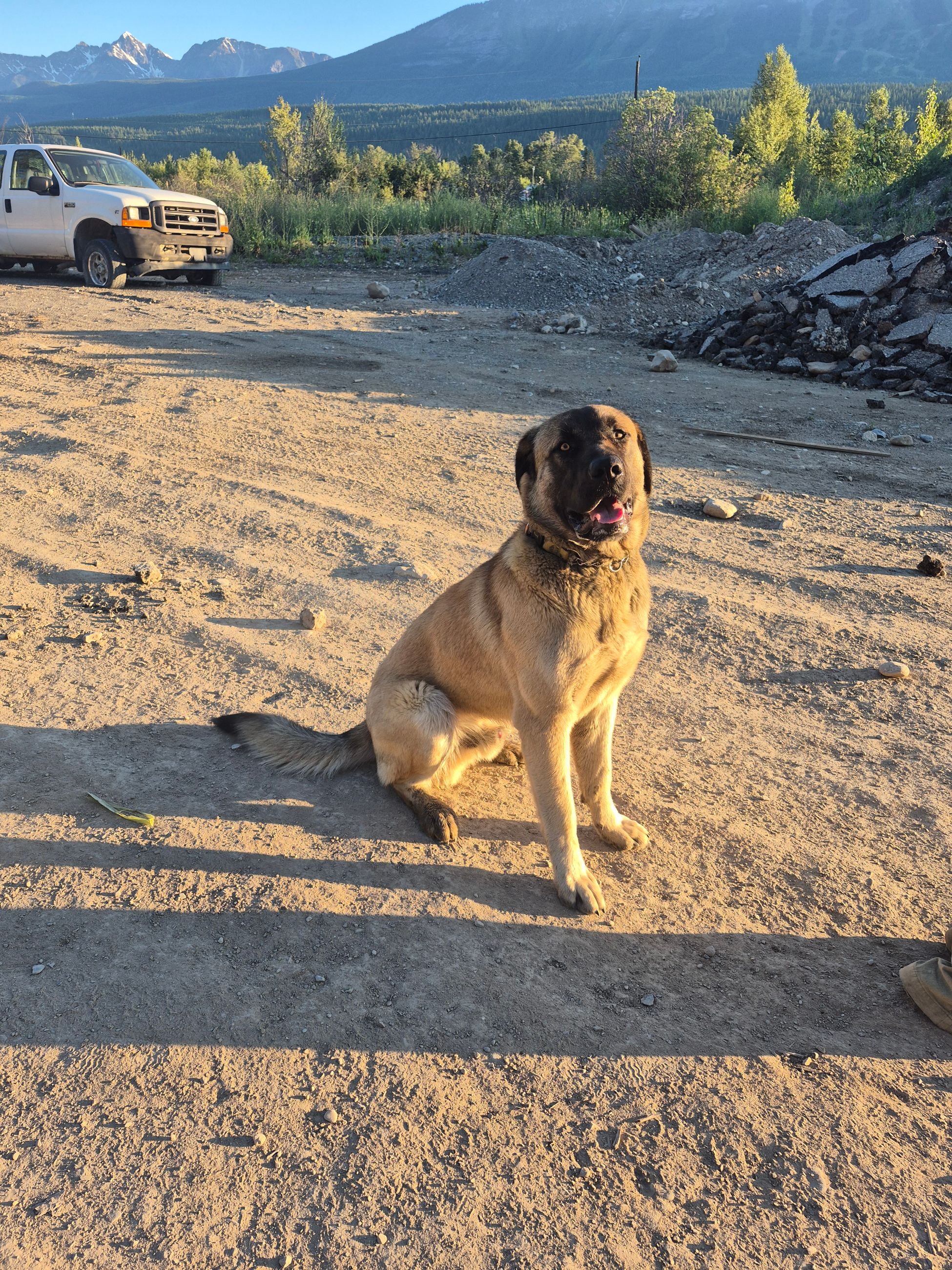 Pitbull/mastiff cross puppies - 8 - 1759590749965_1000001383