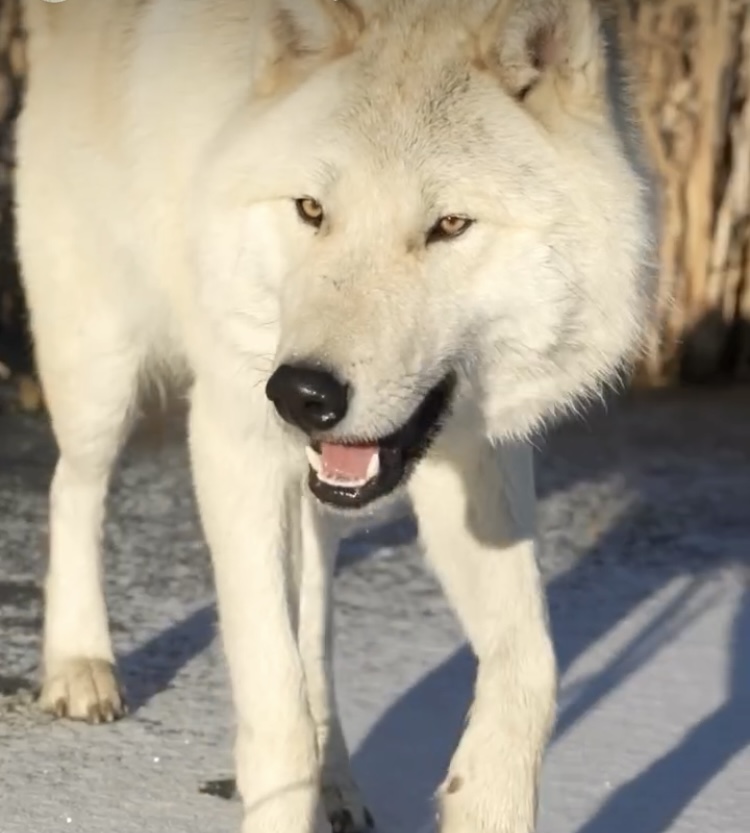 Photo of Wolfdog Puppies (38%) Upcoming Litter (Arctic Type) For Sale